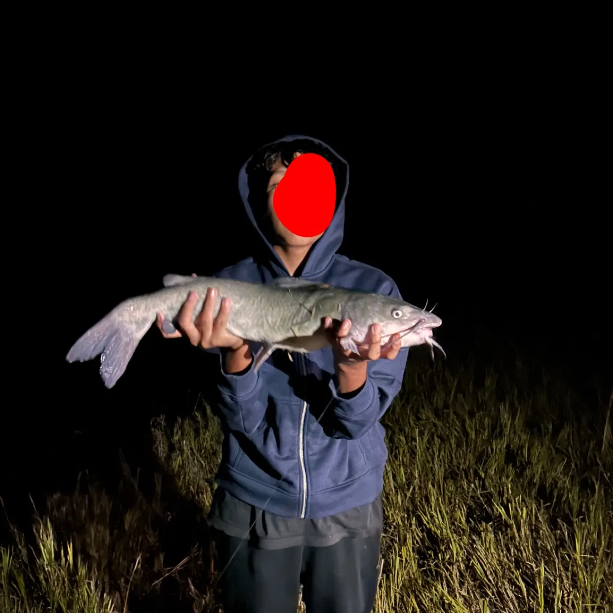 Channel catfish caught on Fishbrain