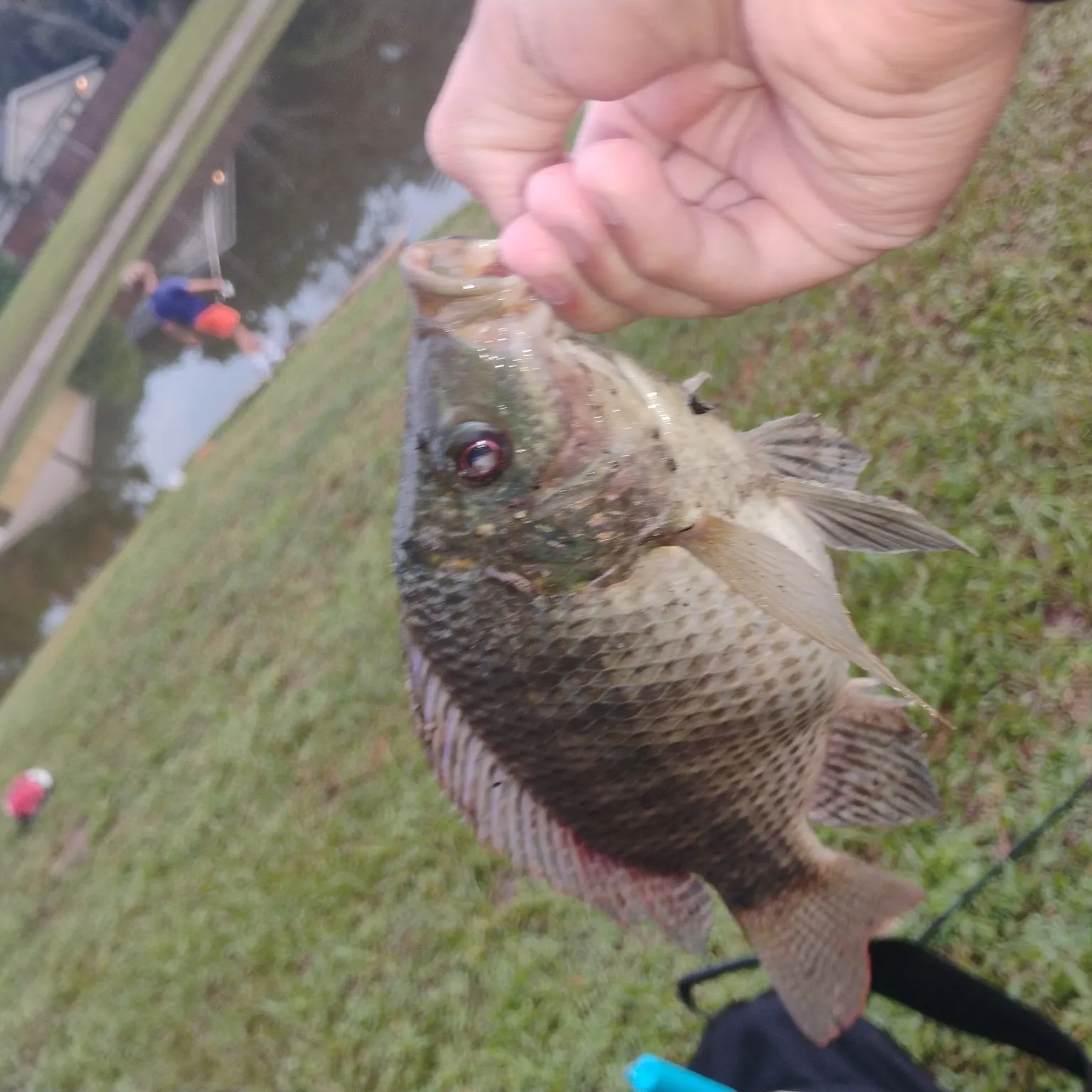 Nile tilapia caught on Fishbrain