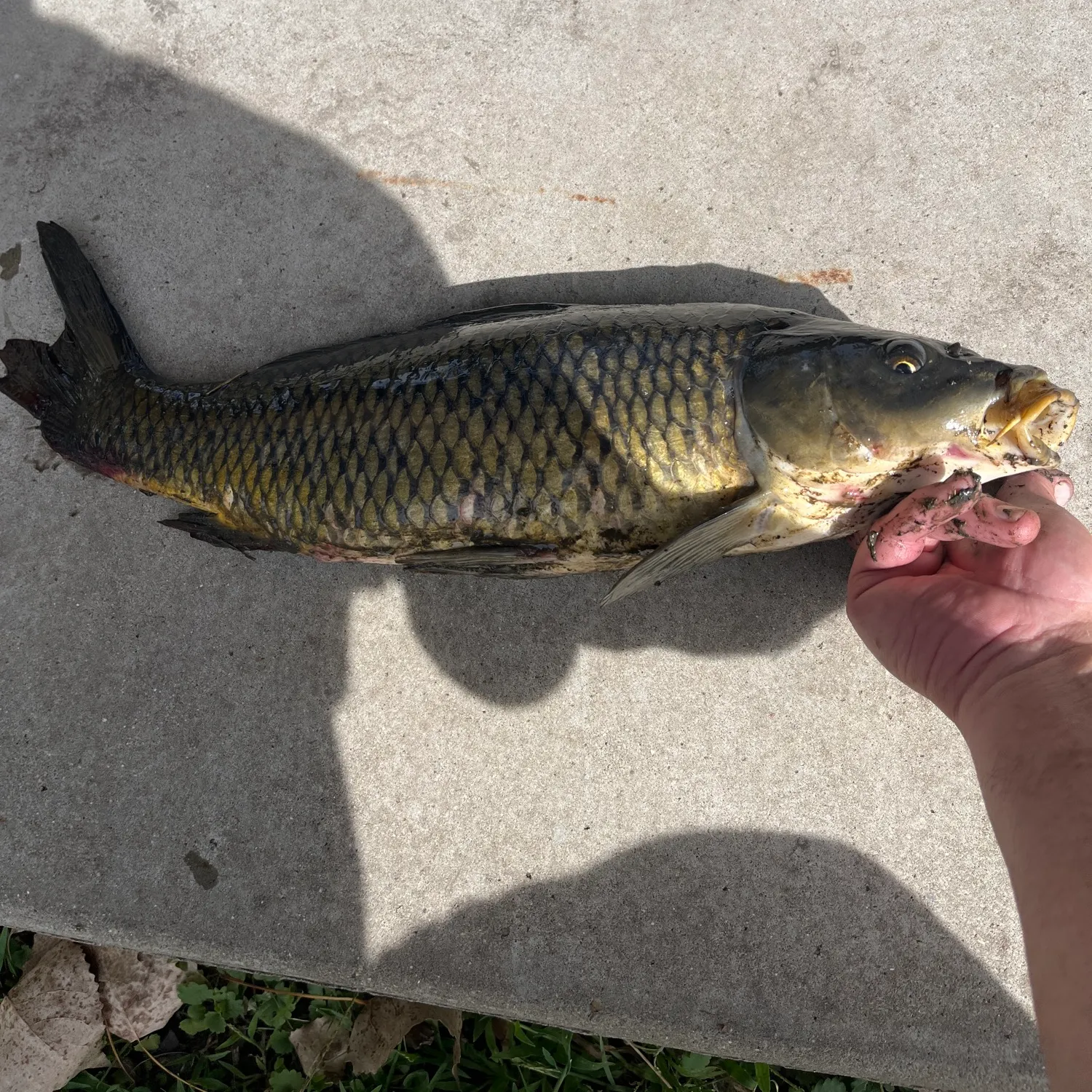 Common carp caught on Fishbrain