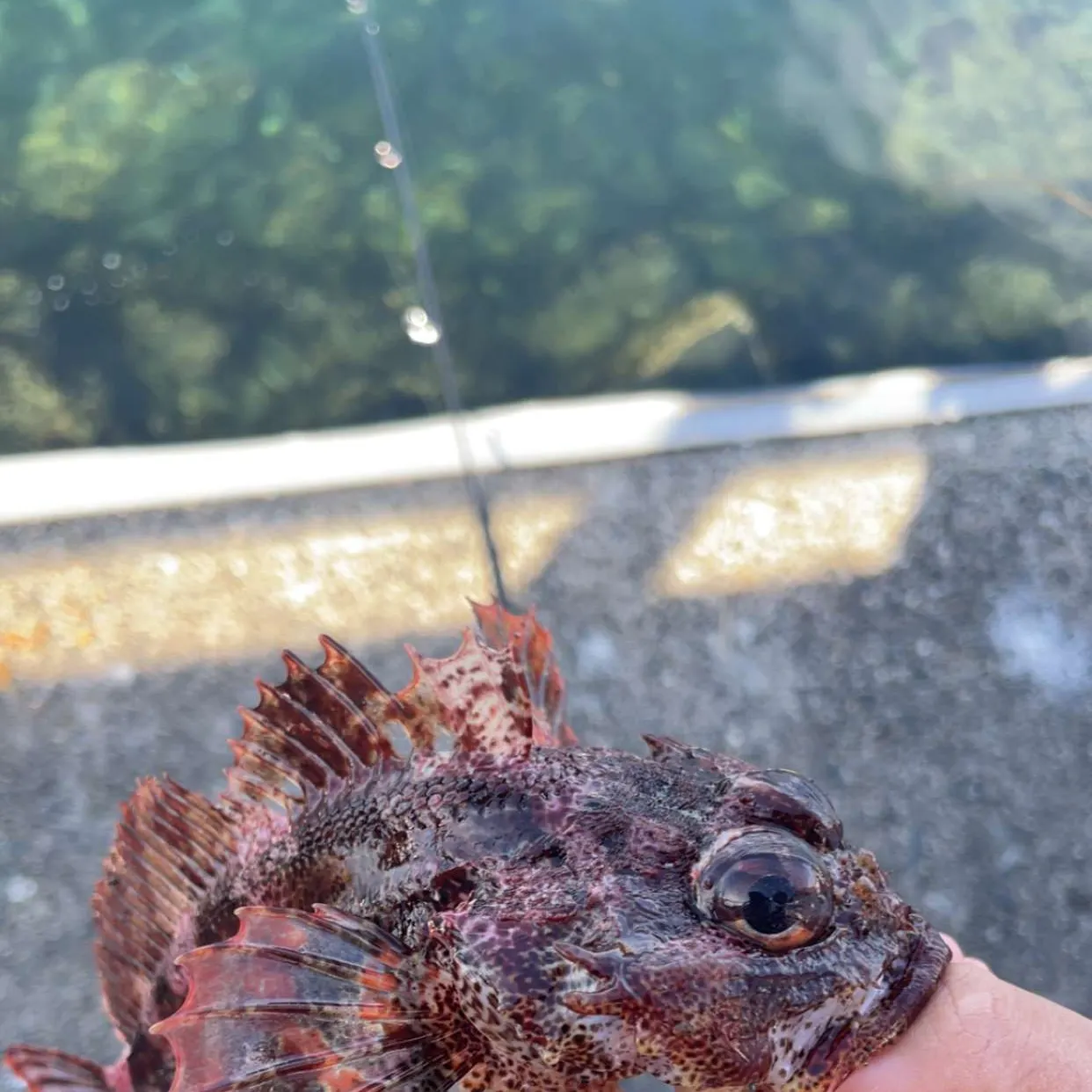 Red Irish lord caught on Fishbrain