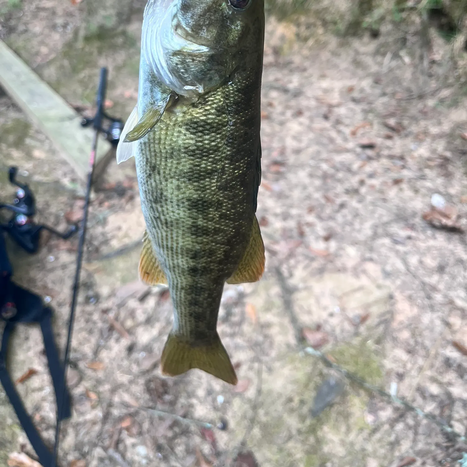The most recent Redeye bass catches on Fishbrain