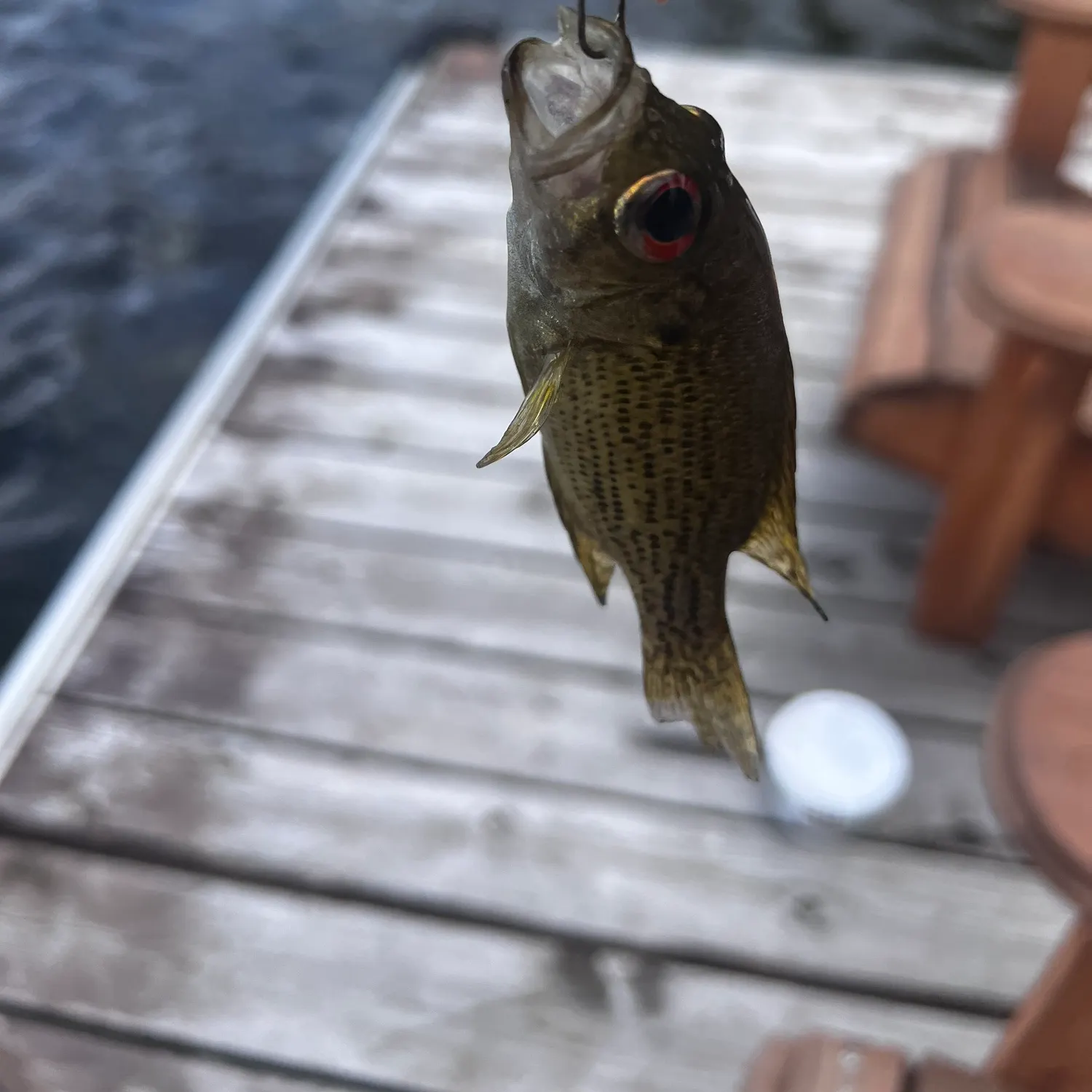Rock bass caught on Fishbrain