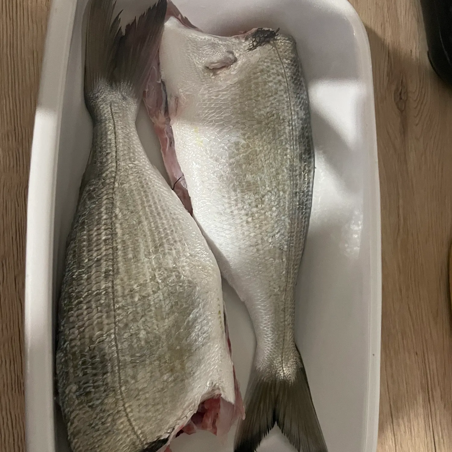 The most recent Gilthead seabream catches on Fishbrain