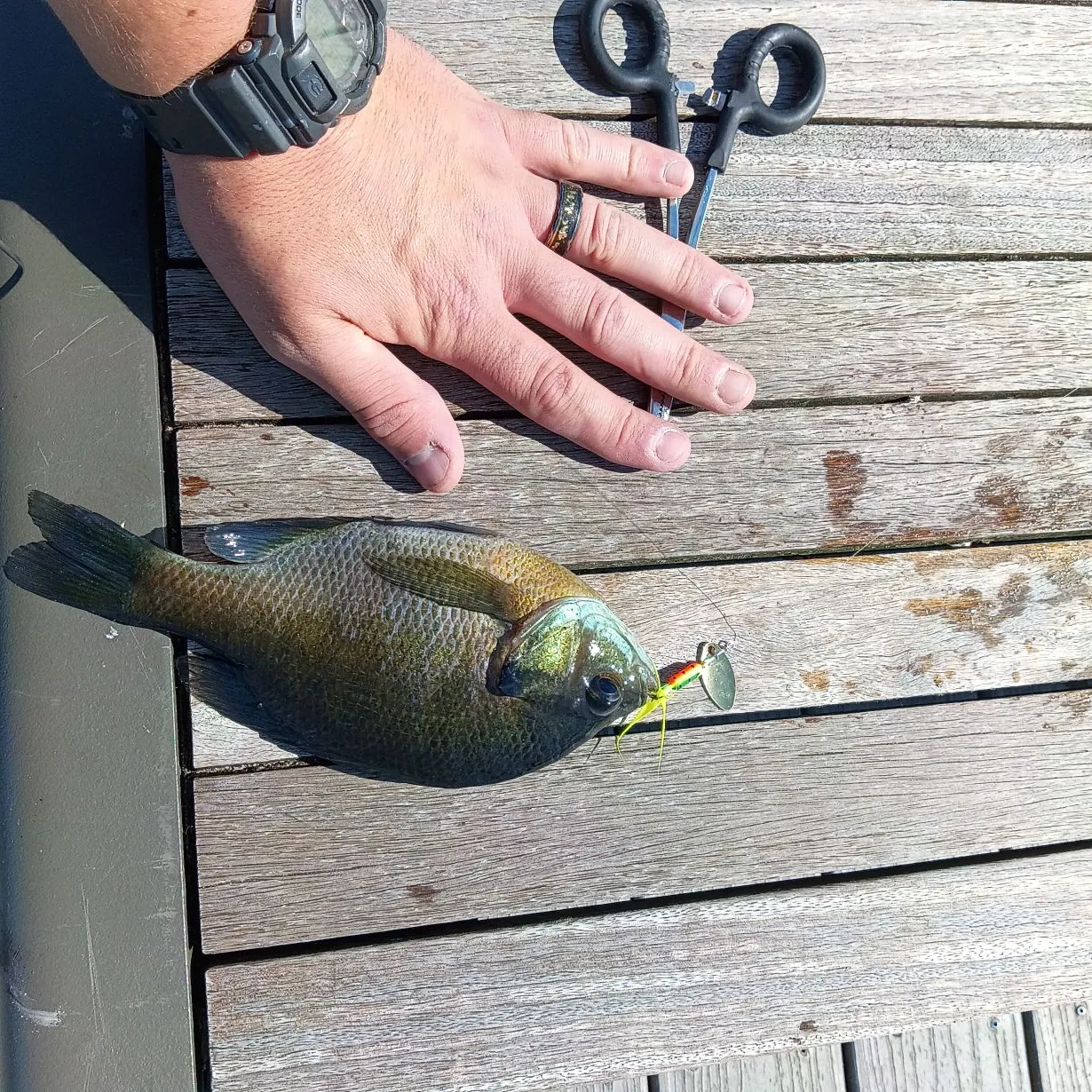 Bluegill caught on Fishbrain