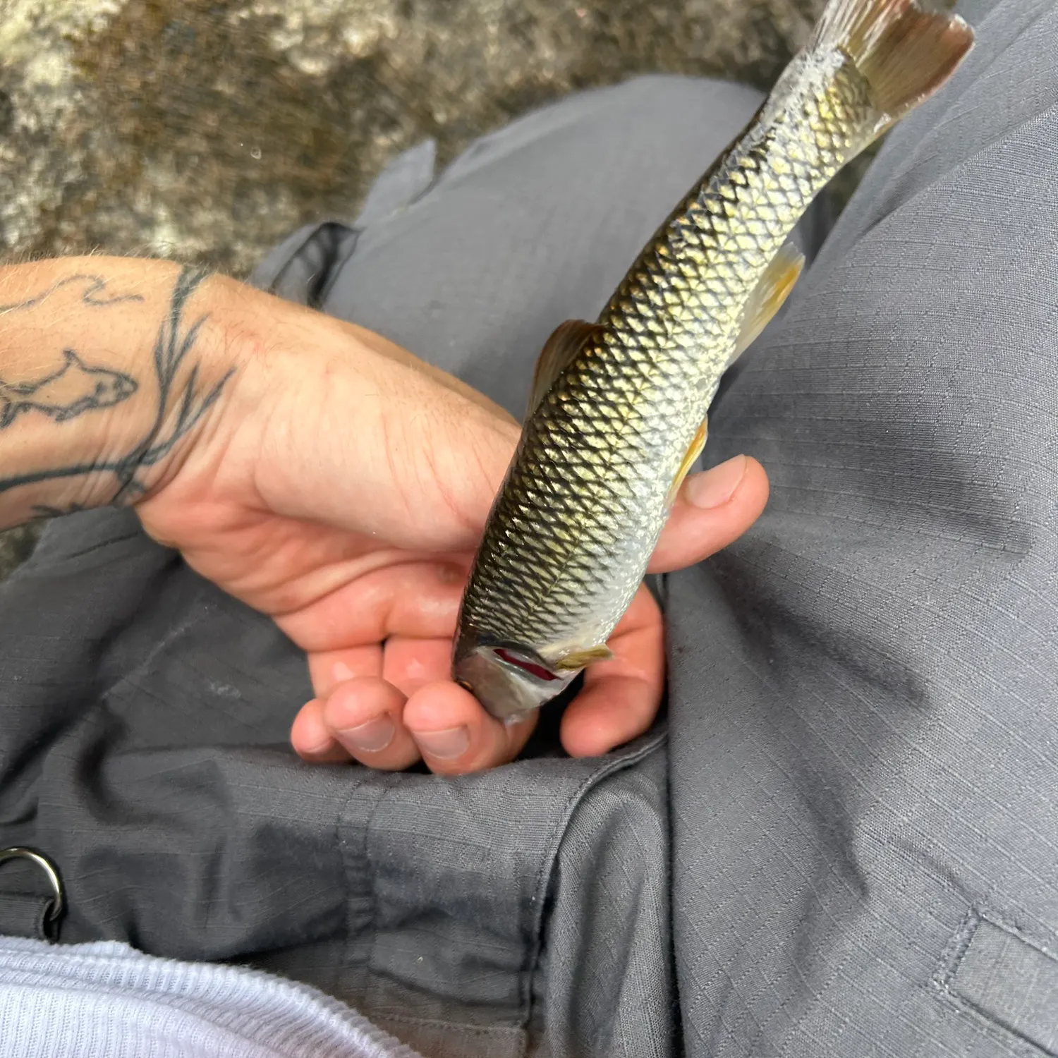 Bluehead chub caught on Fishbrain
