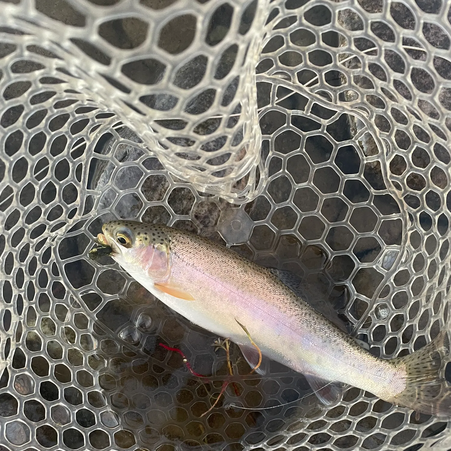 Rainbow trout caught on Fishbrain