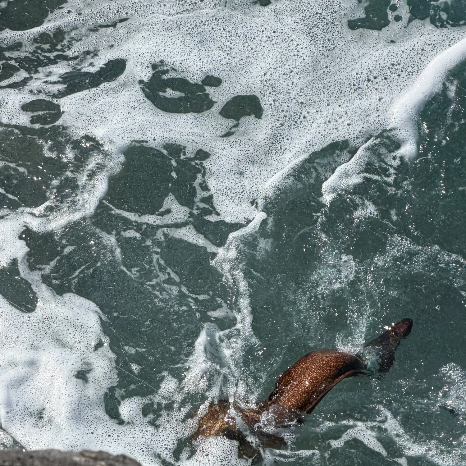 The most recent Leopard moray eel catches on Fishbrain