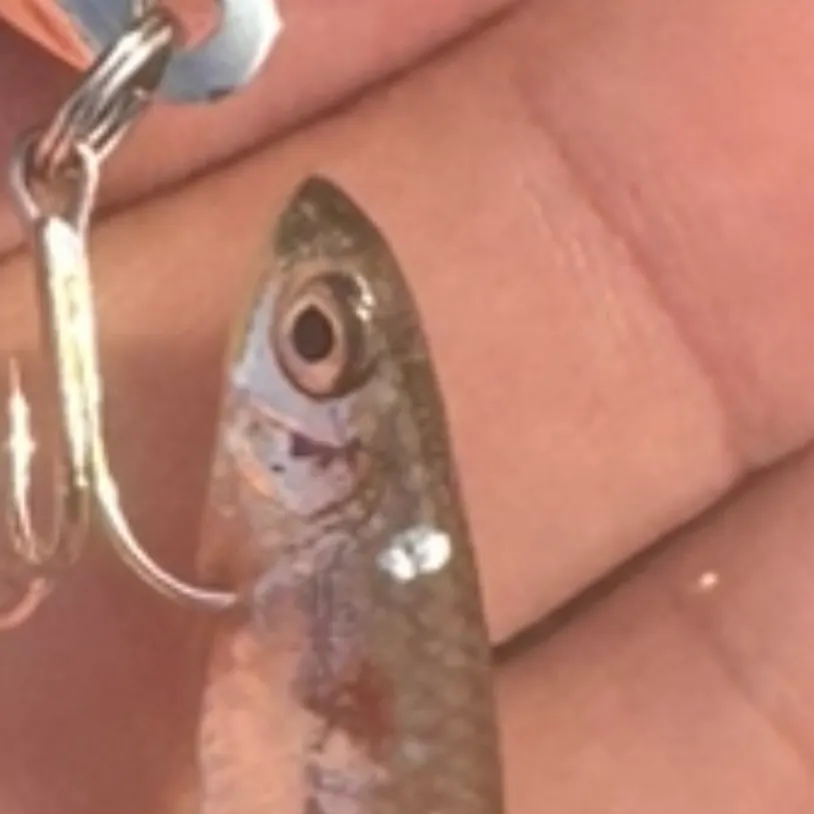 The most recent Emerald shiner catches on Fishbrain