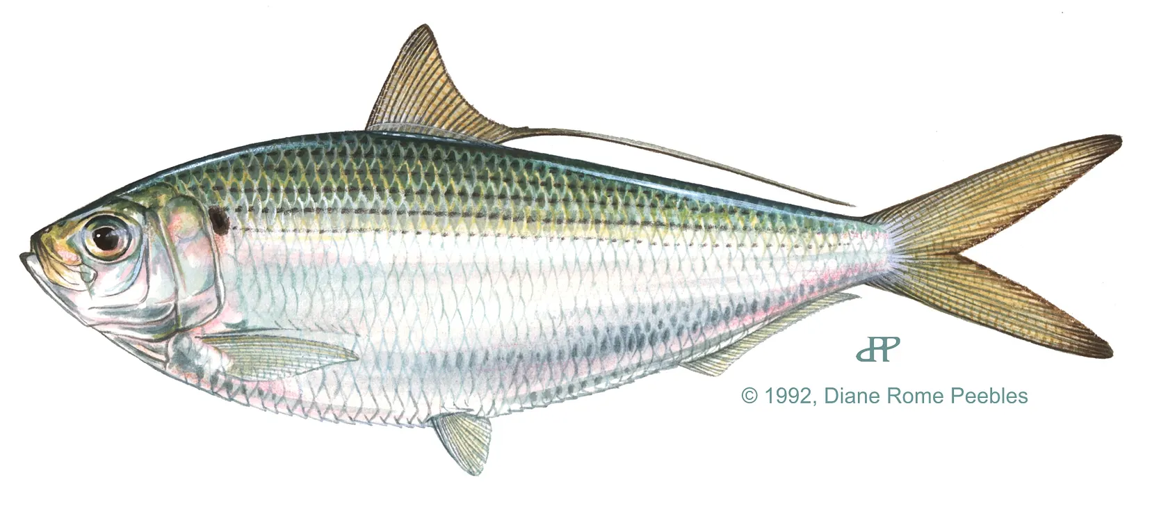 Atlantic thread herring