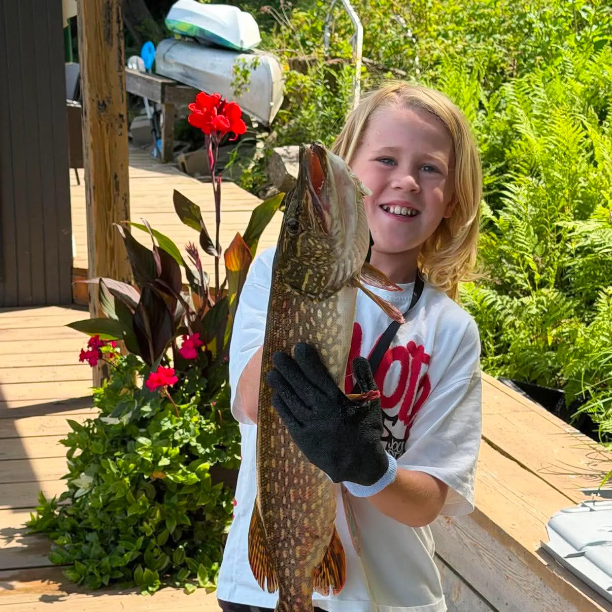 Northern pike caught on Fishbrain
