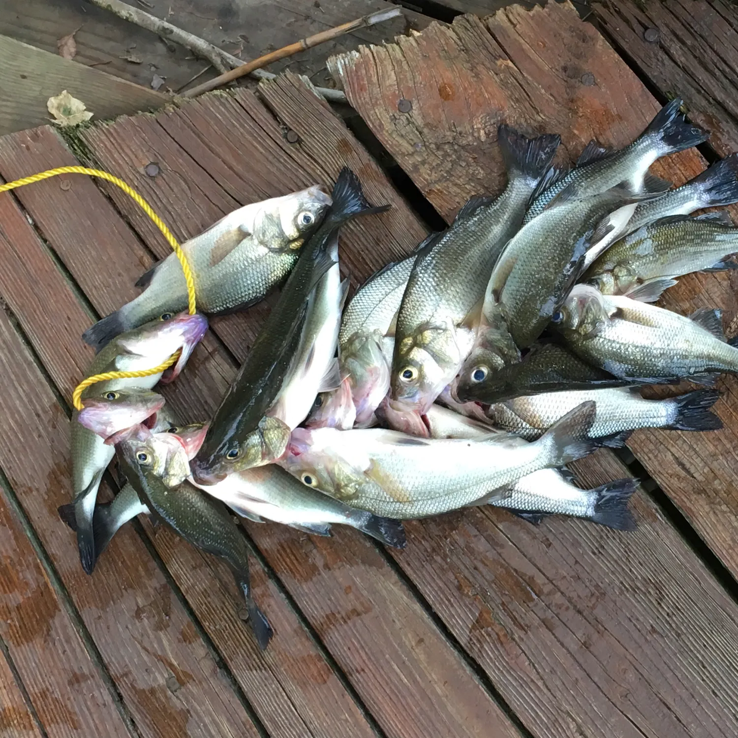 recently logged catches