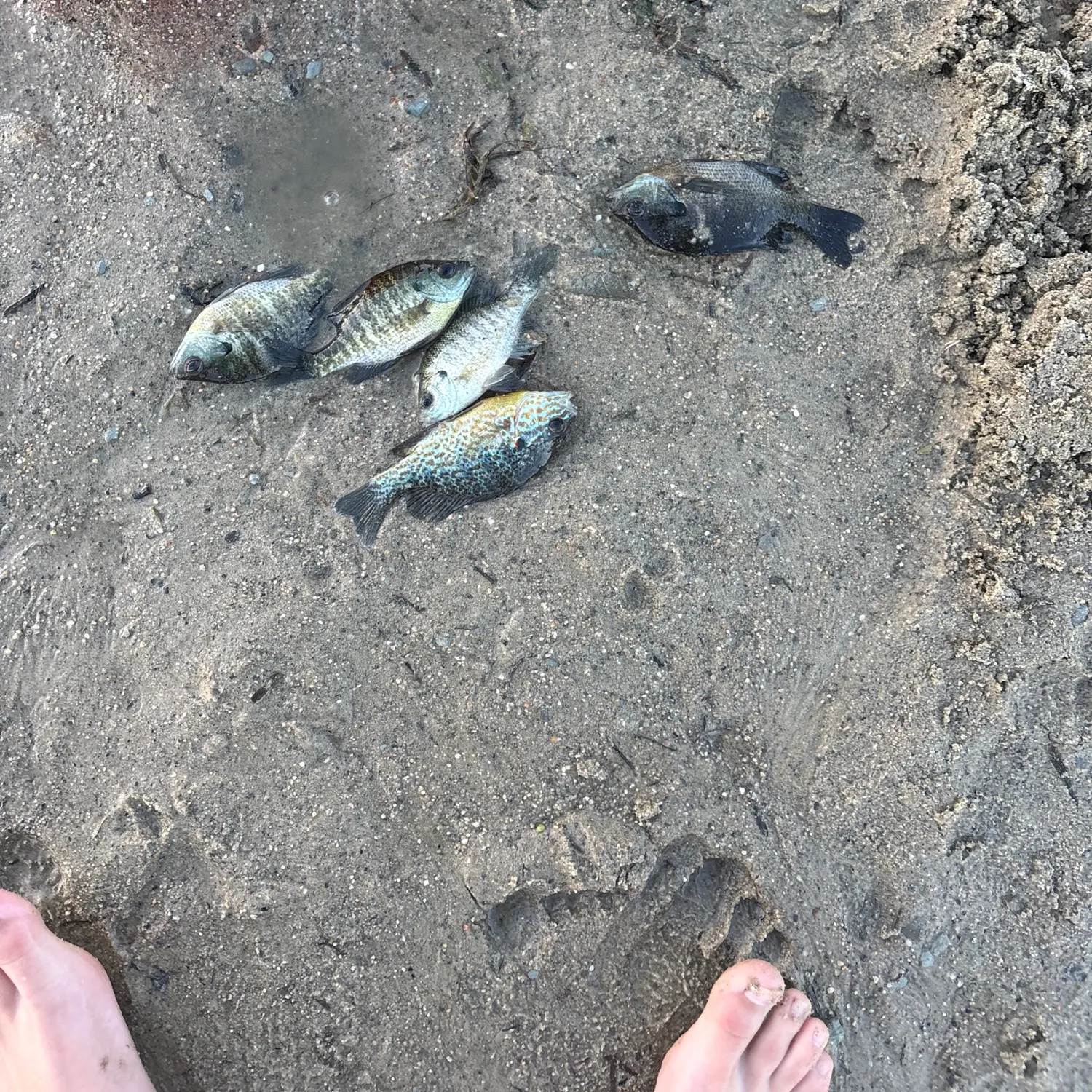 Bluegill caught on Fishbrain