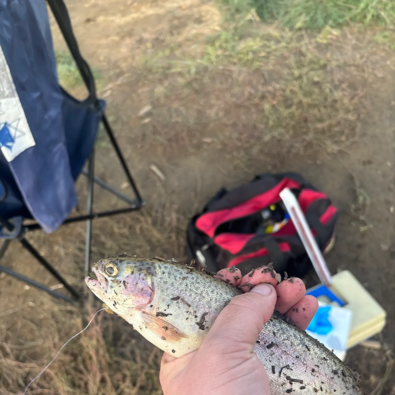 Rainbow trout caught on Fishbrain