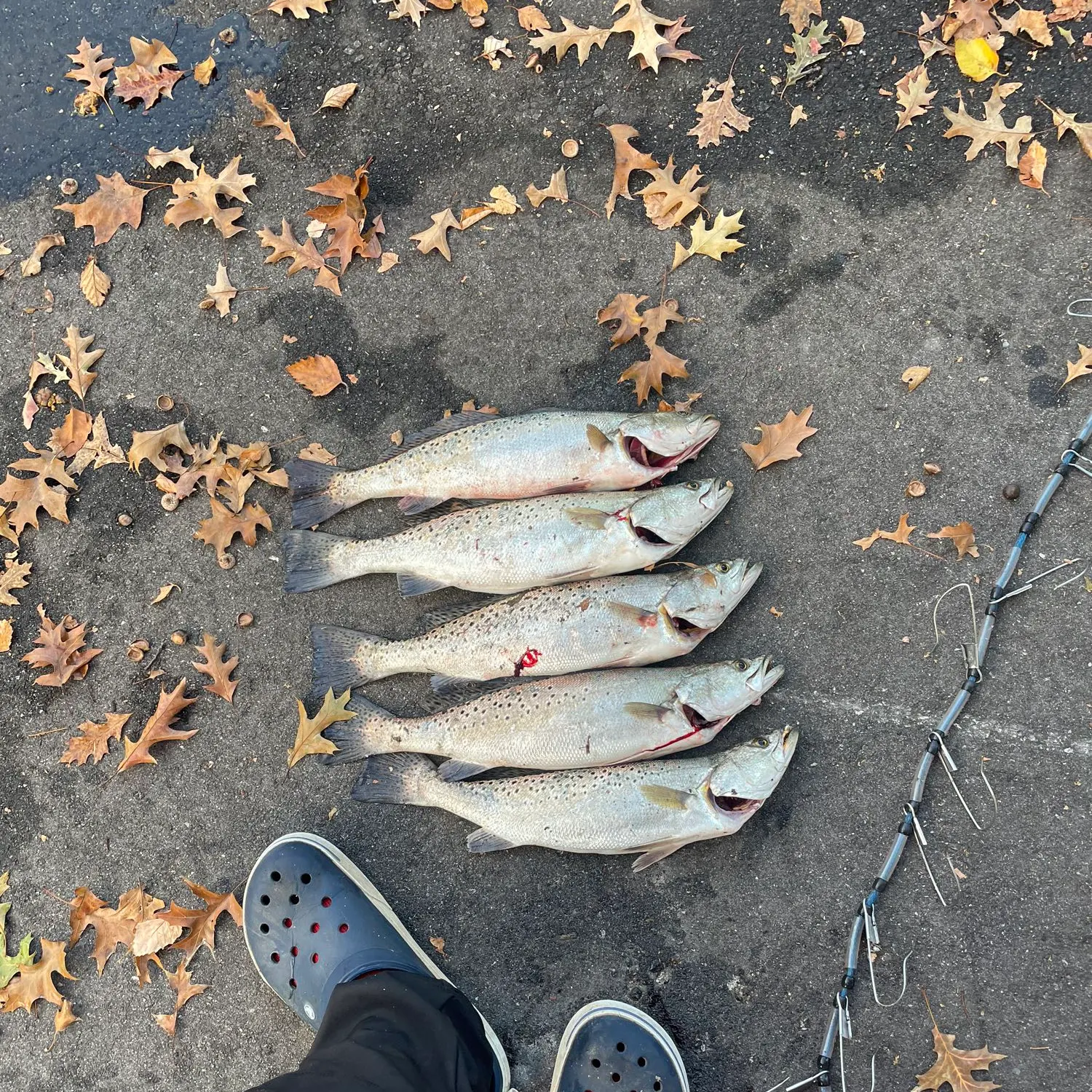 recently logged catches