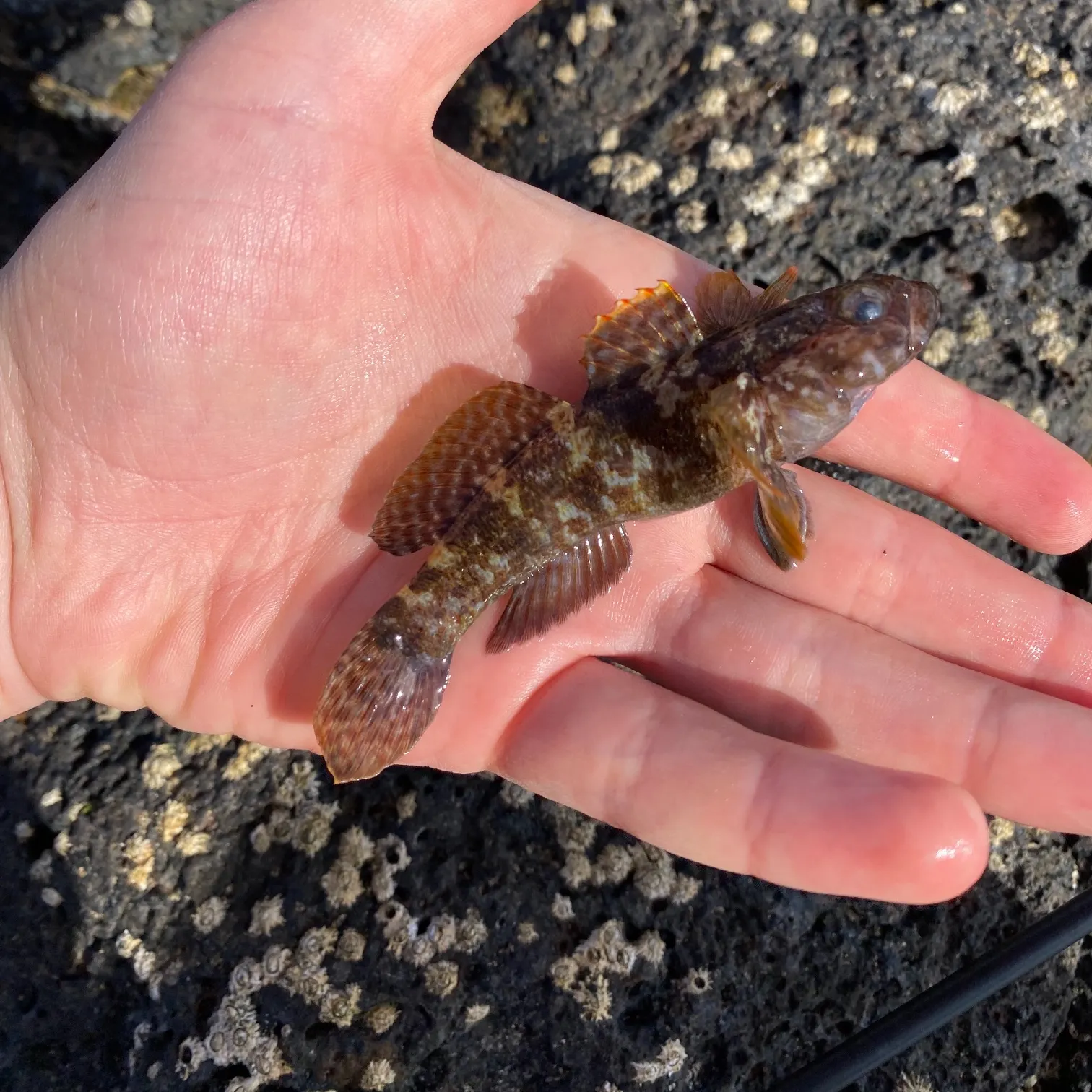 The most recent Madeira goby catches on Fishbrain