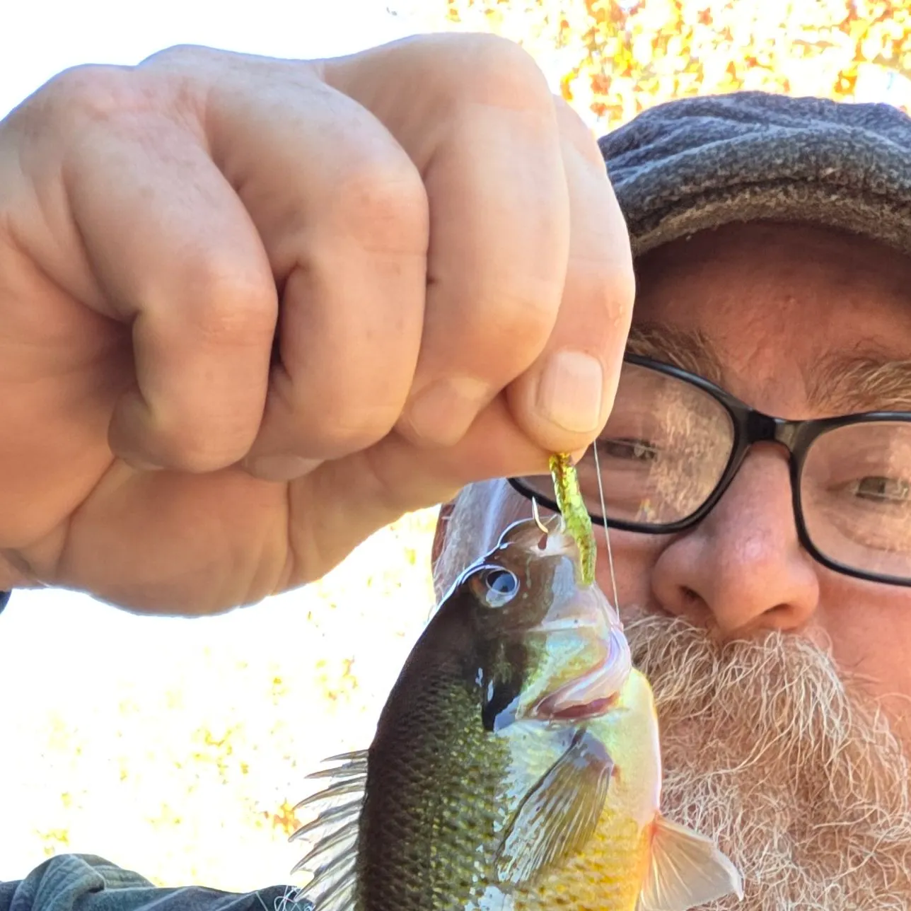 Bluegill caught on Fishbrain