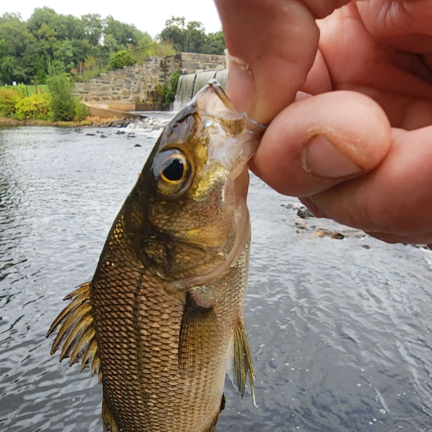 White perch caught on Fishbrain