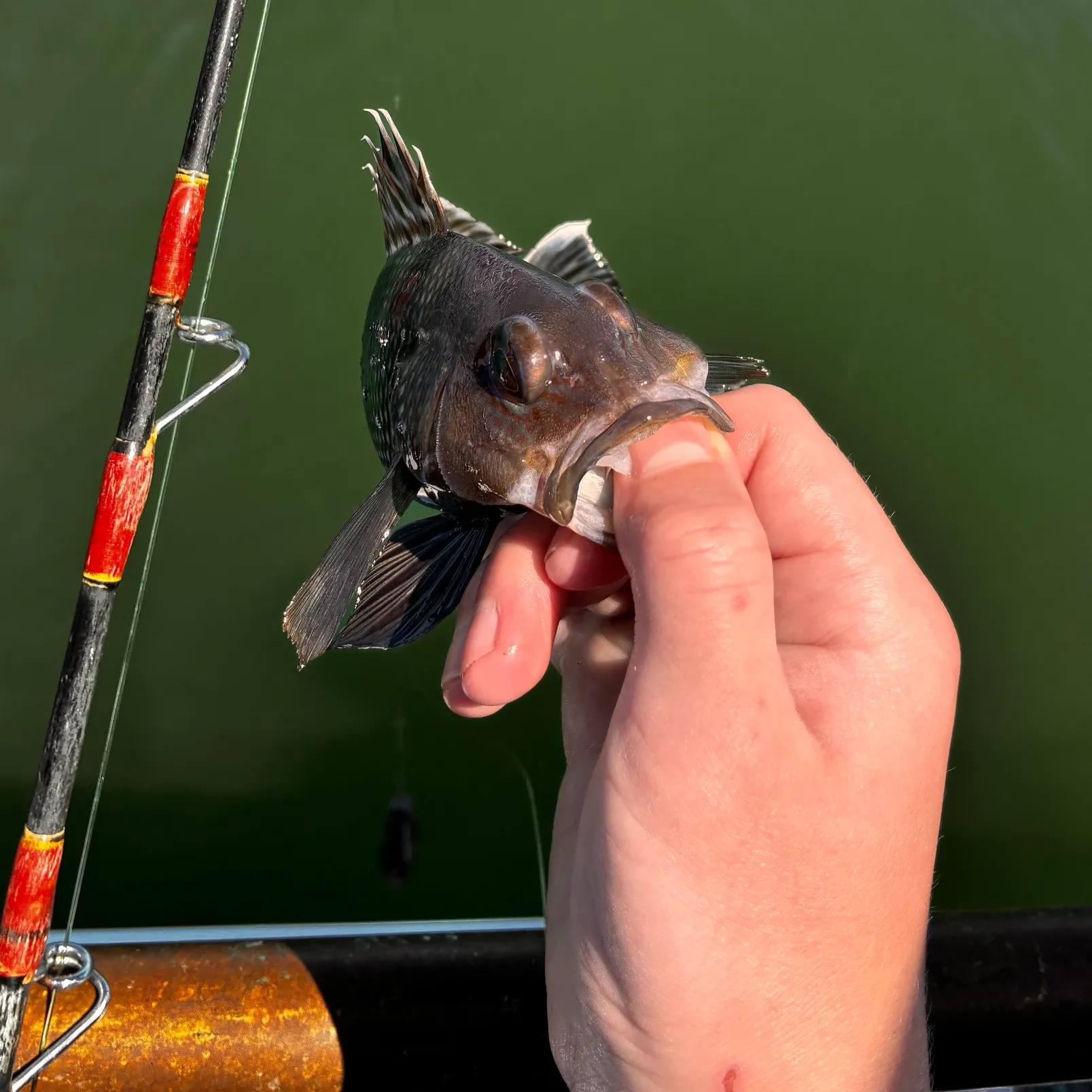 The most recent Black sea bass catches on Fishbrain