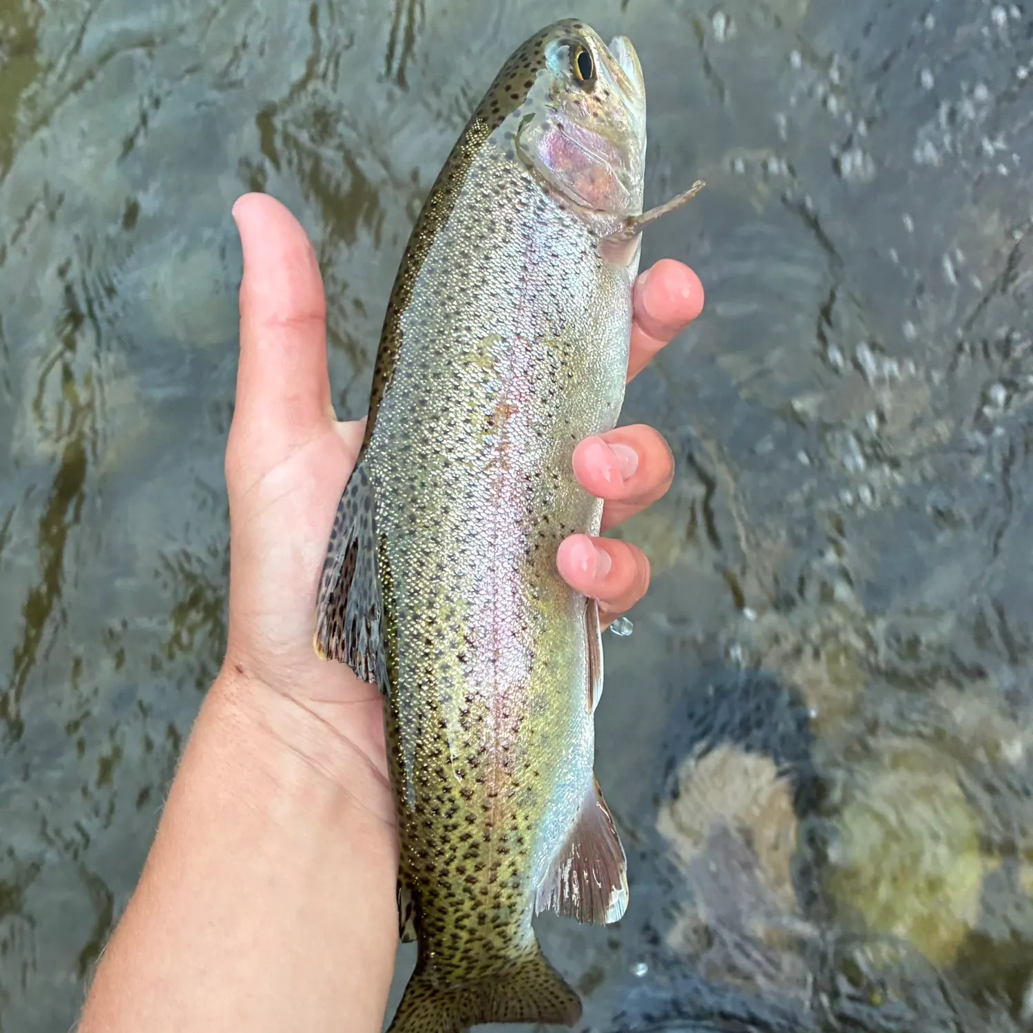 Rainbow trout caught on Fishbrain