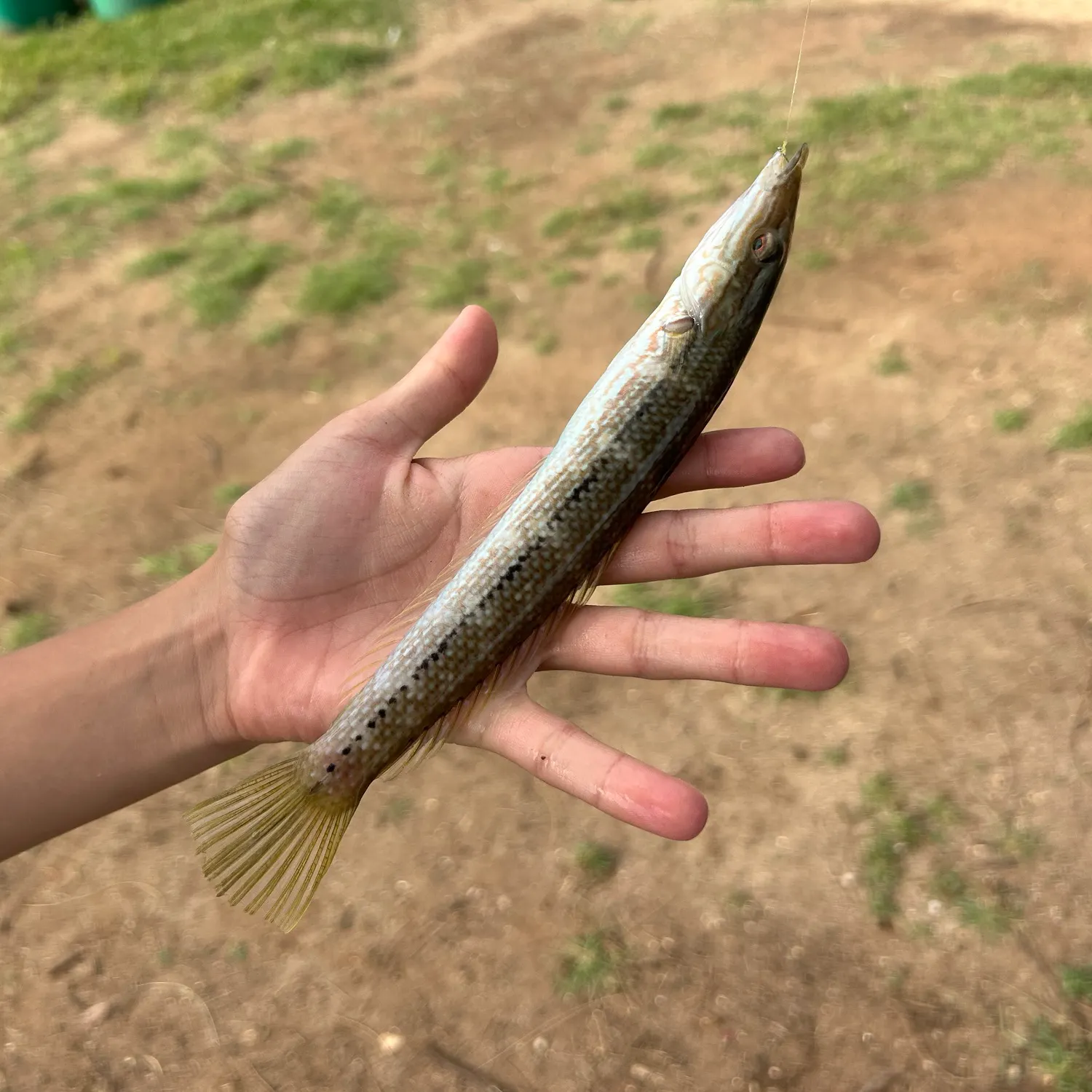 The most recent Cigar wrasse catches on Fishbrain