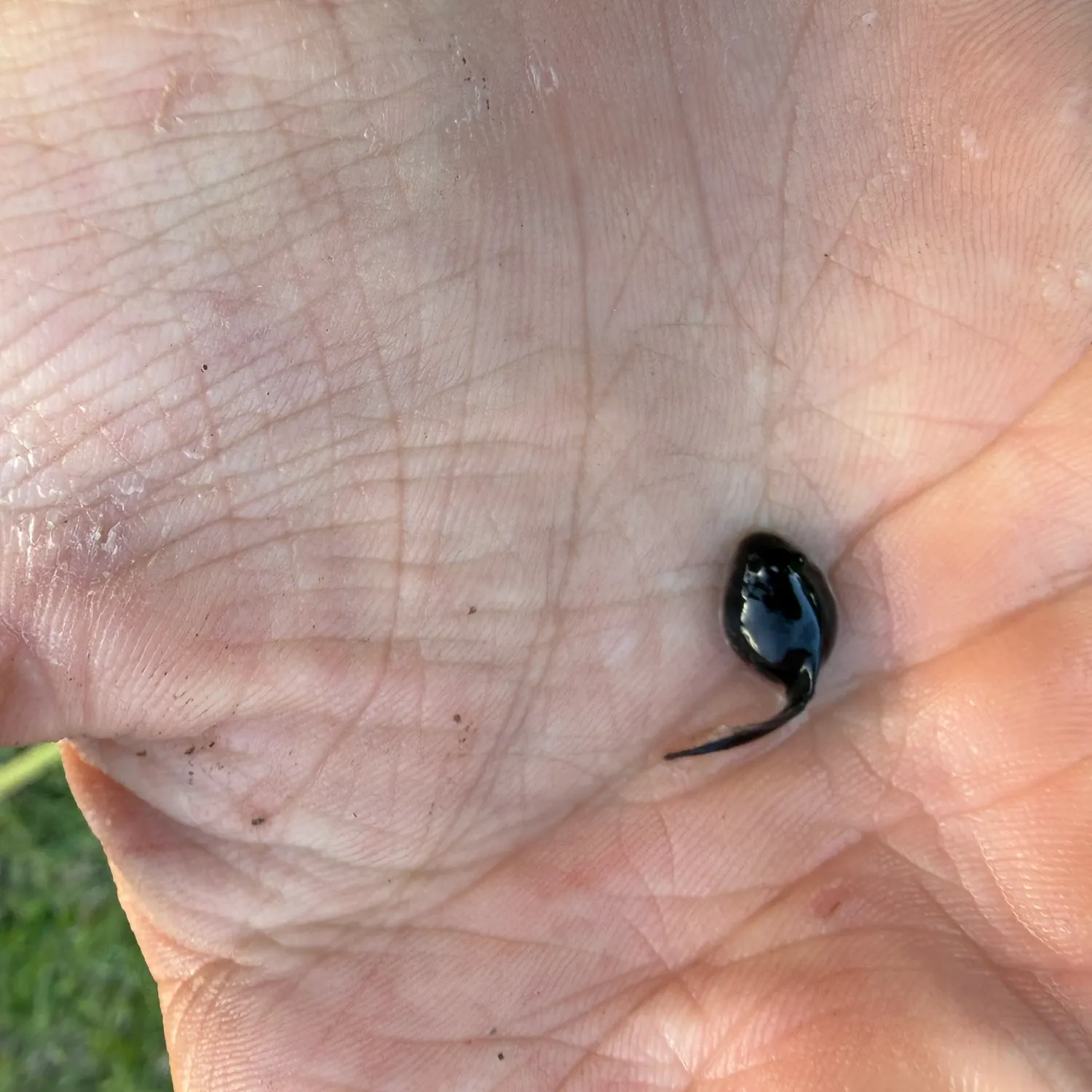 The most recent Tadpole fish catches on Fishbrain