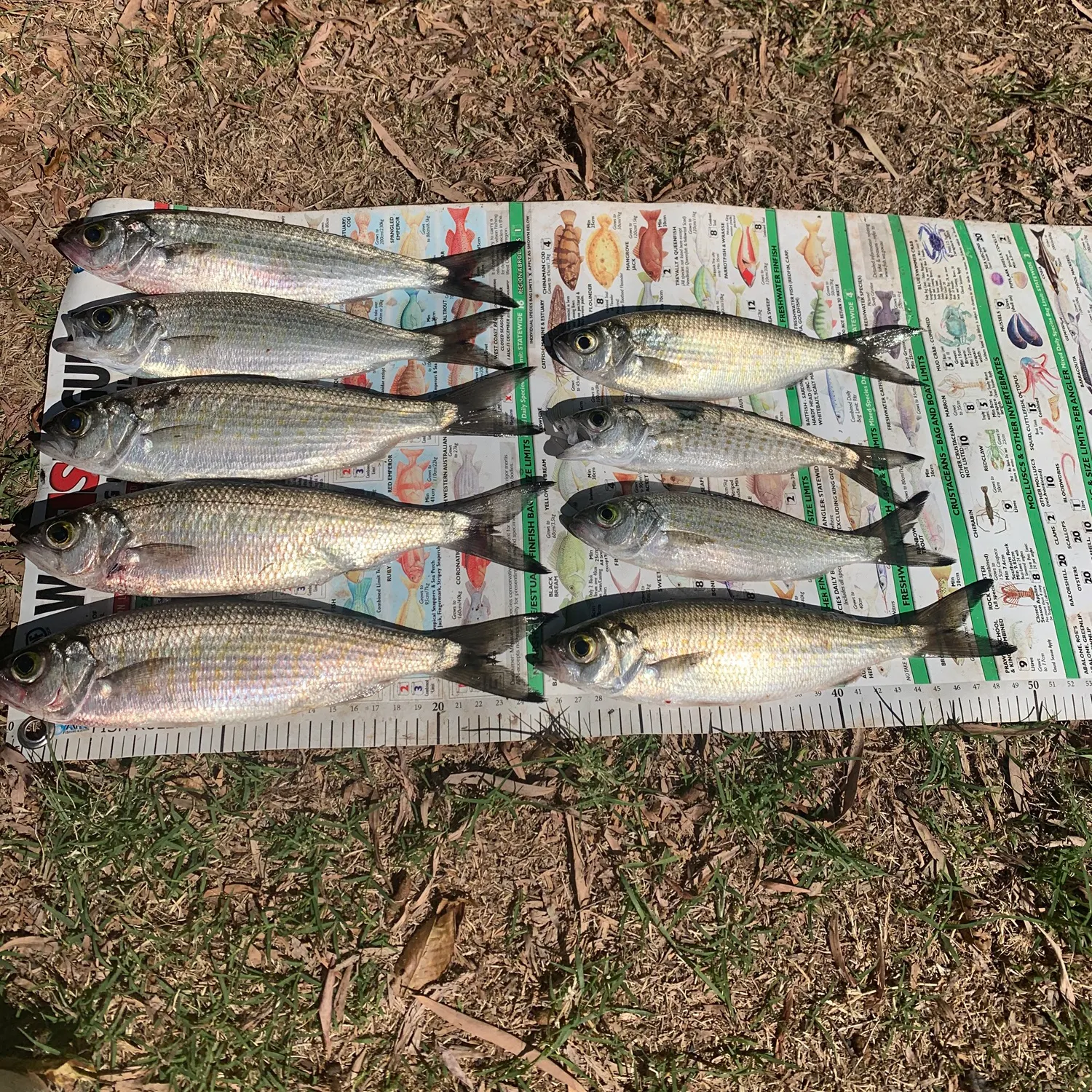 The most recent Australian ruff catches on Fishbrain