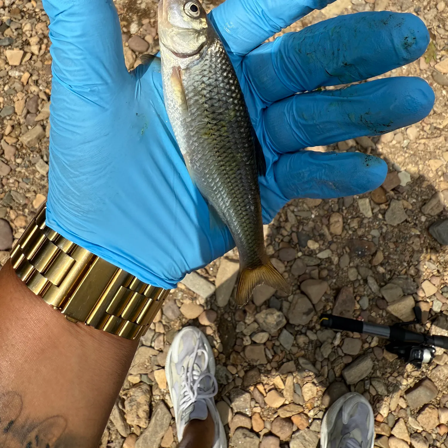 The most recent Fallfish catches on Fishbrain