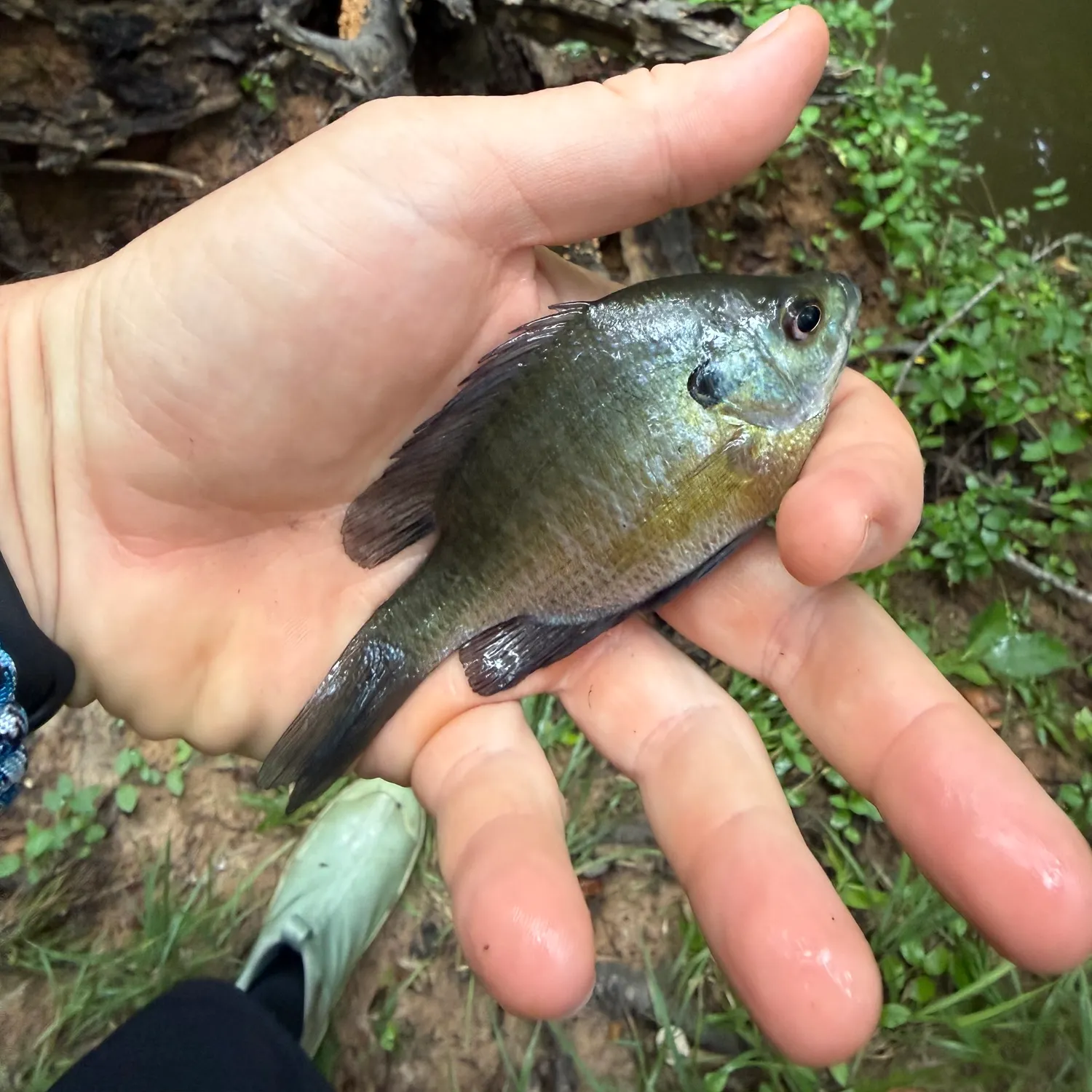 Bluegill caught on Fishbrain