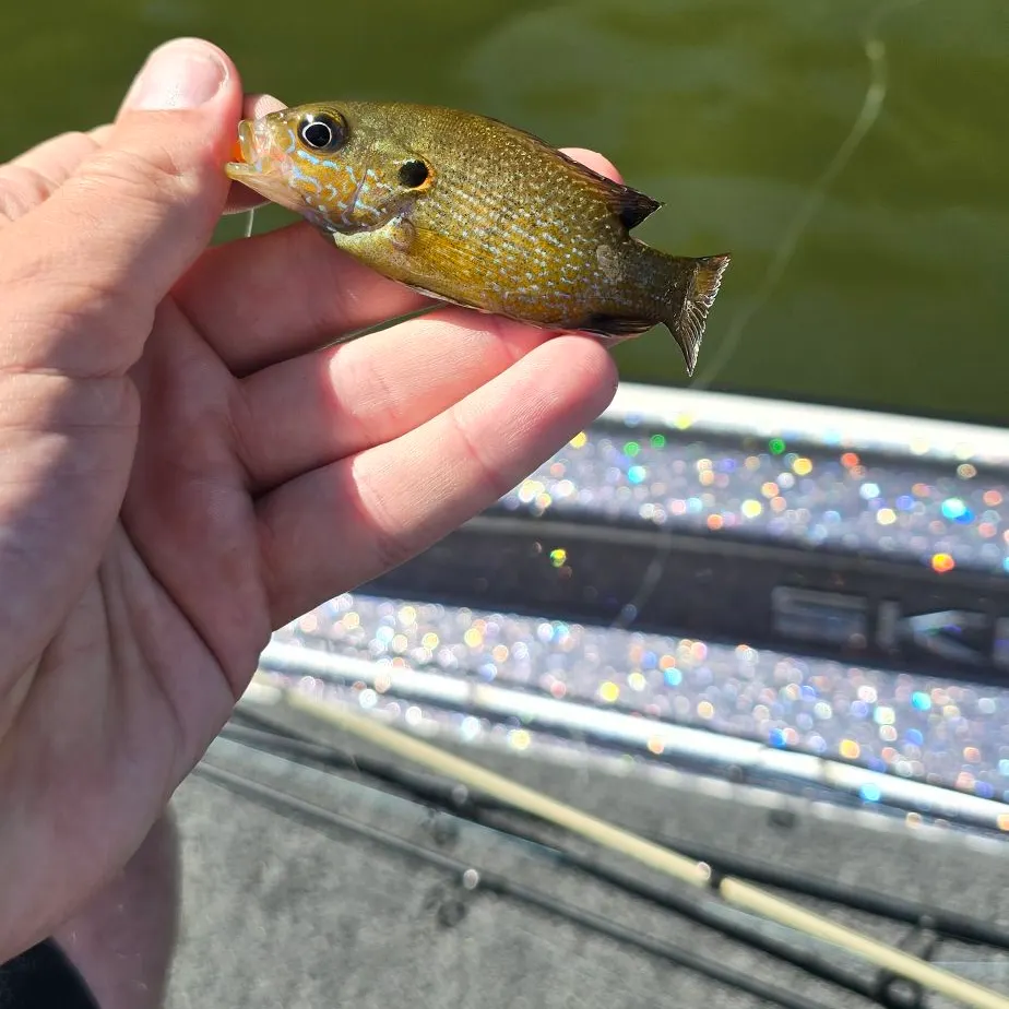 Green sunfish caught on Fishbrain