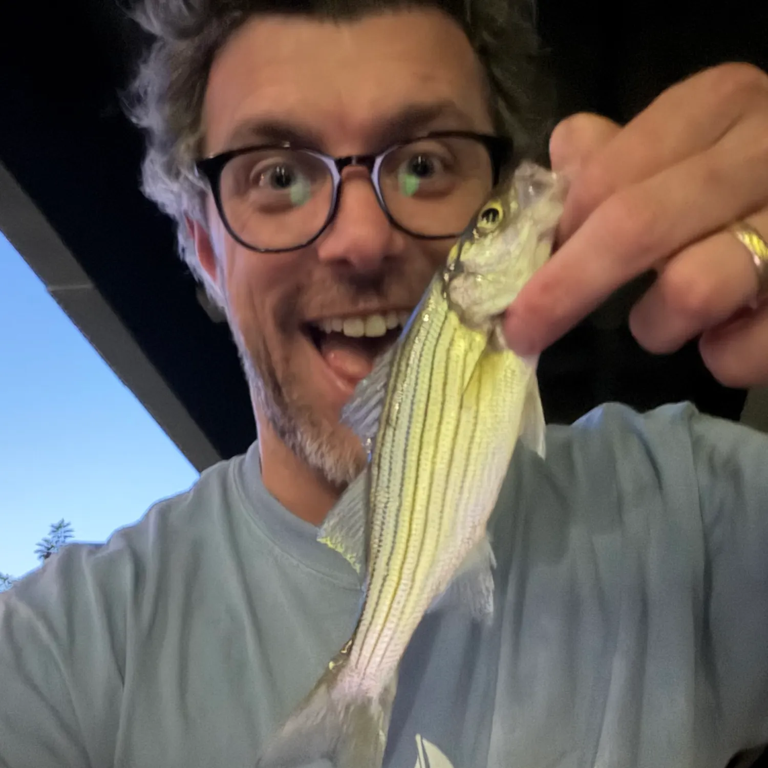 Striped bass caught on Fishbrain