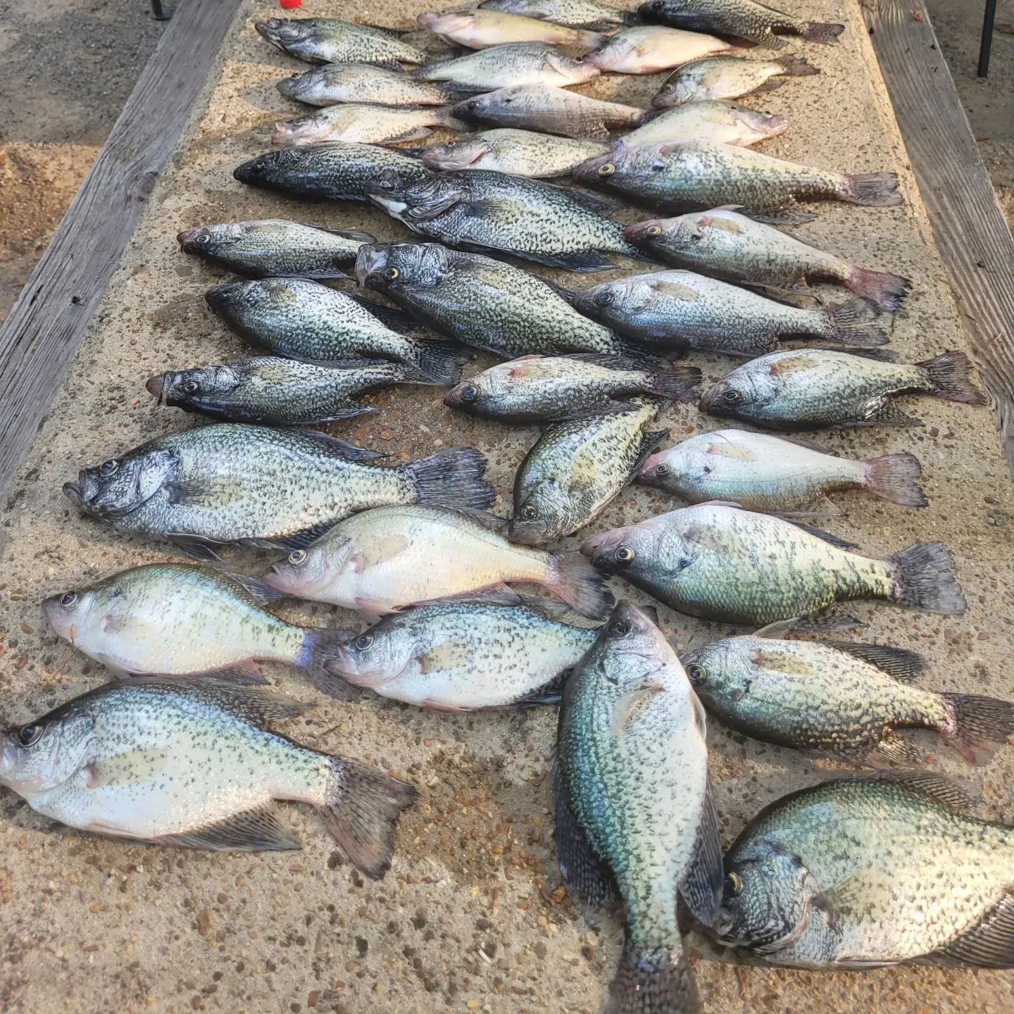 recently logged catches