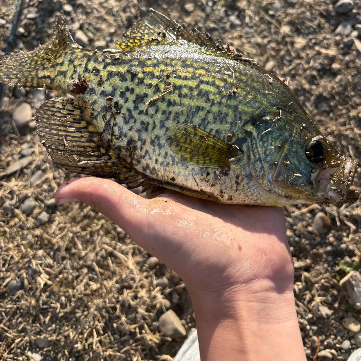Black crappie caught on Fishbrain