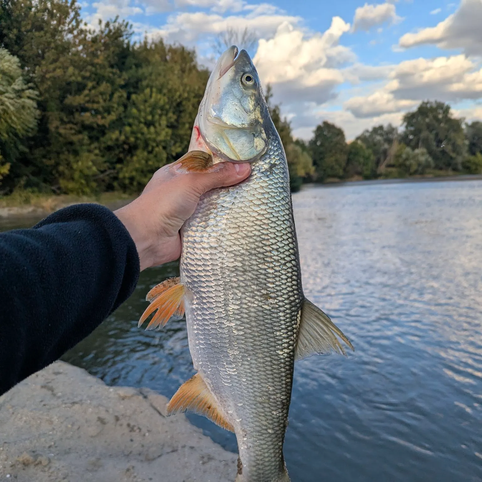 Asp caught on Fishbrain