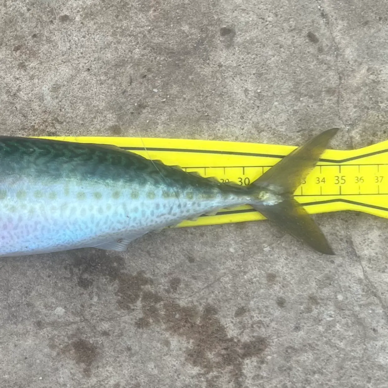 The most recent Blue mackerel catches on Fishbrain