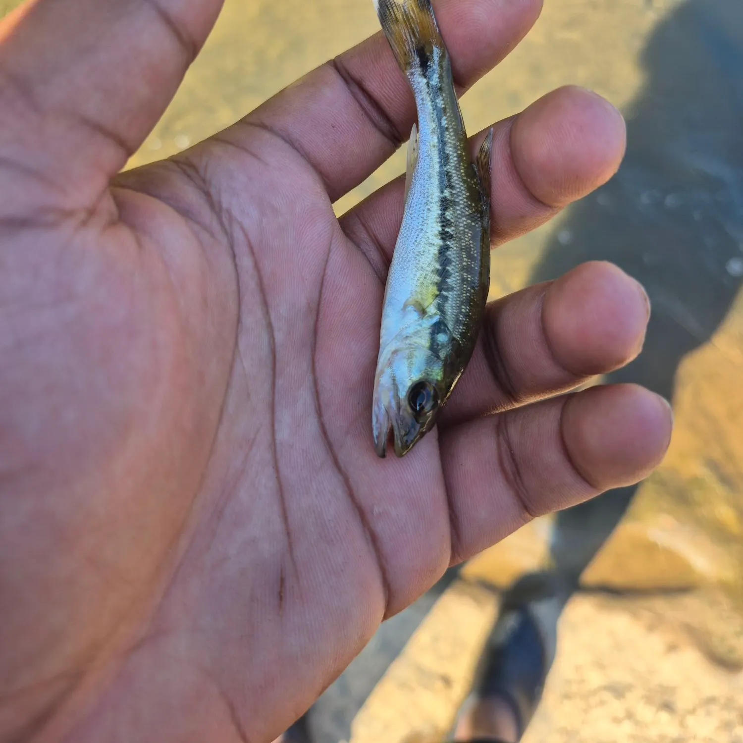 Spotted bass caught on Fishbrain