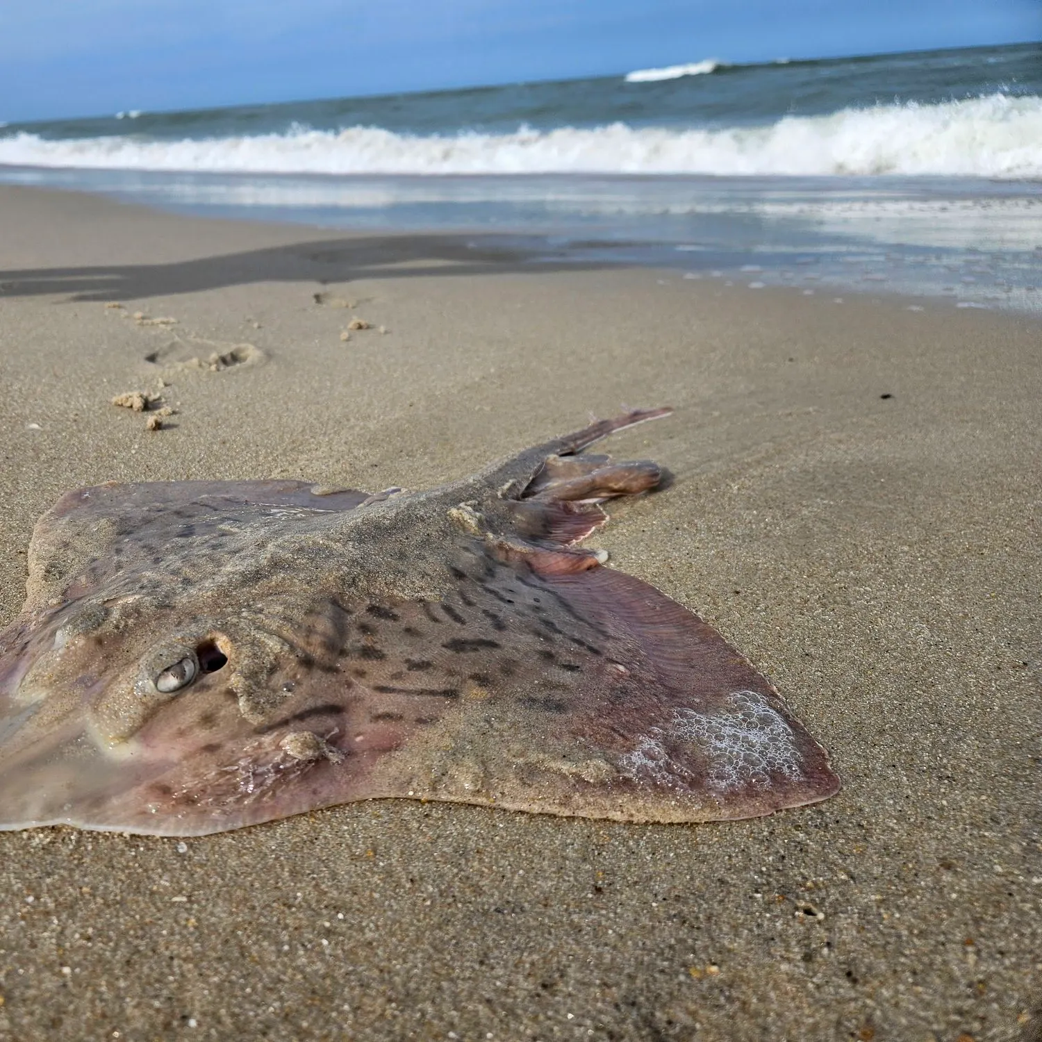 The most recent Clearnose skate catches on Fishbrain