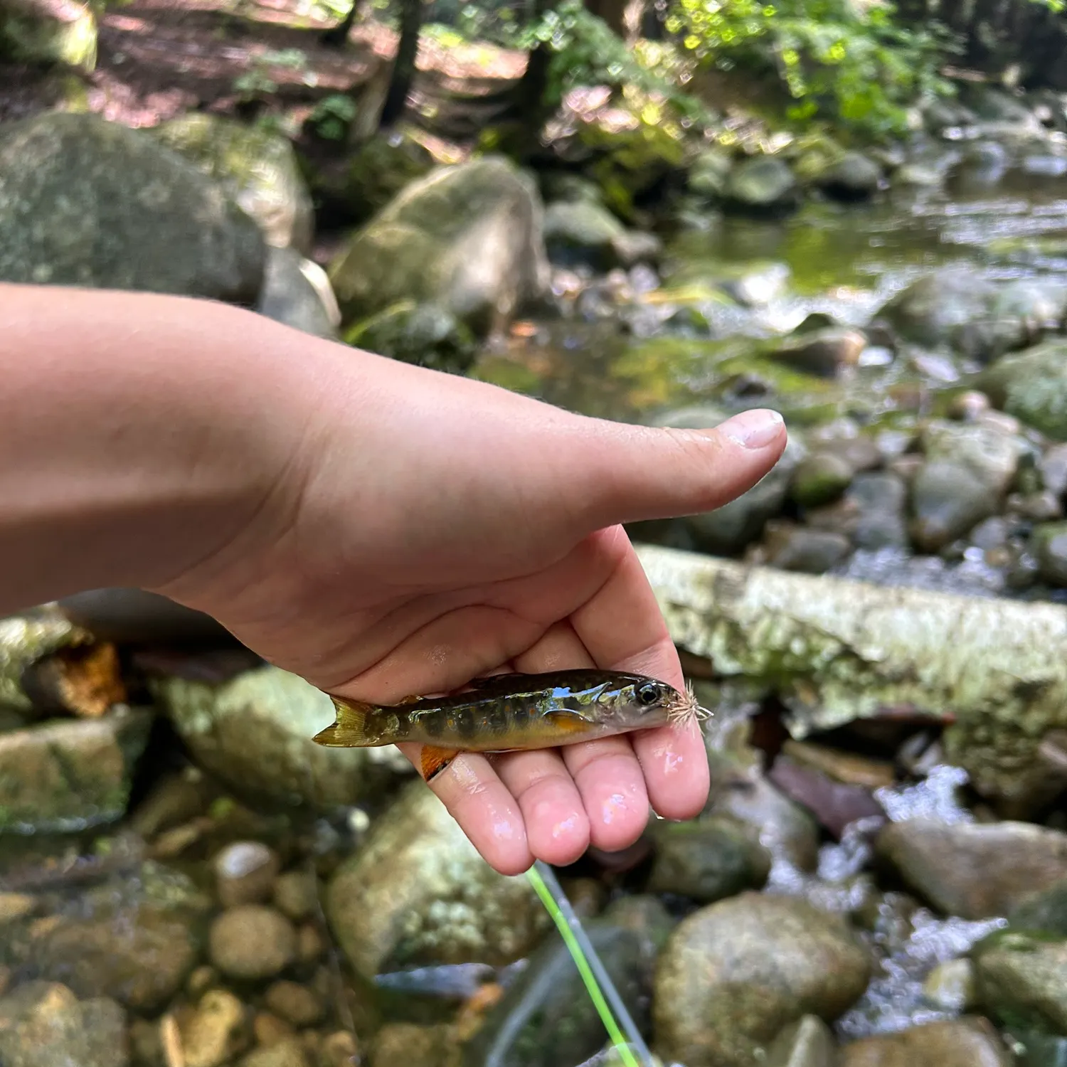 Brook trout caught on Fishbrain