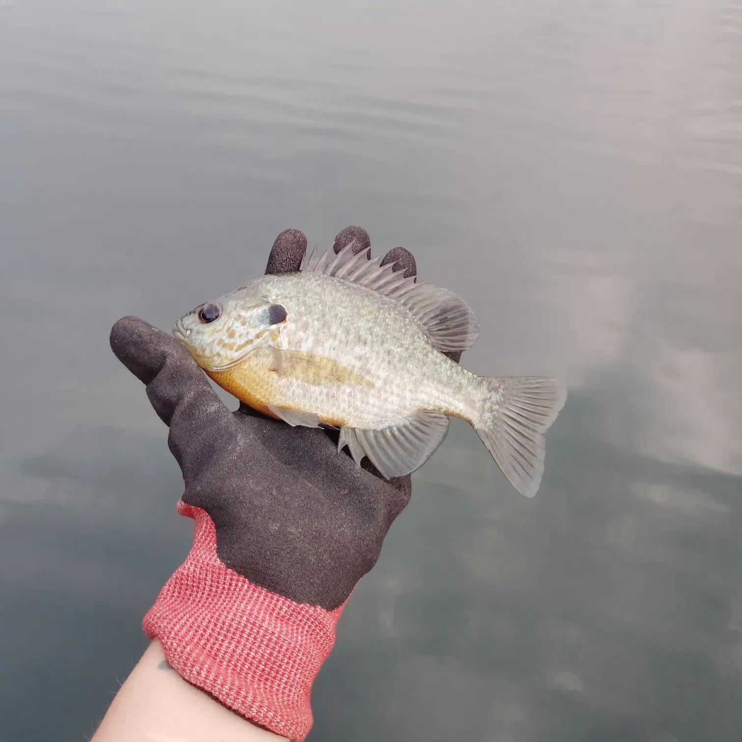 Redear sunfish caught on Fishbrain