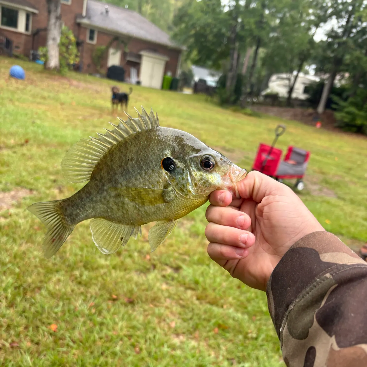 Redear sunfish caught on Fishbrain