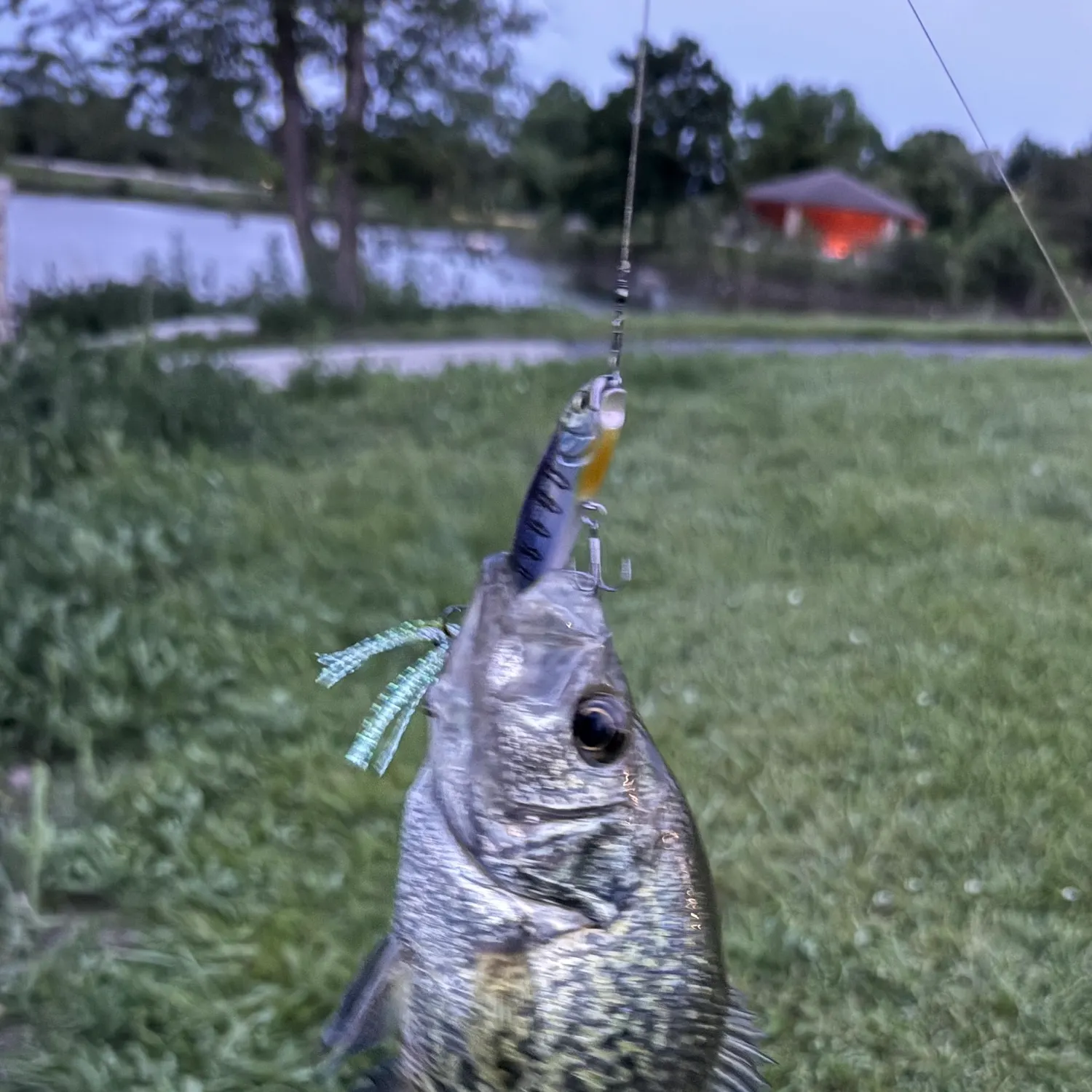 The most recent Black crappie catches on Fishbrain