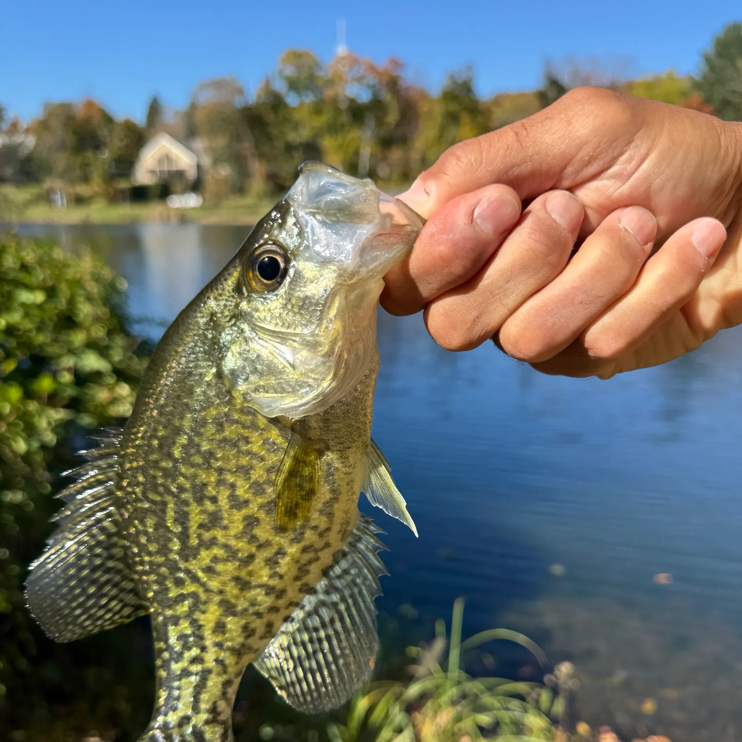 Black crappie caught on Fishbrain