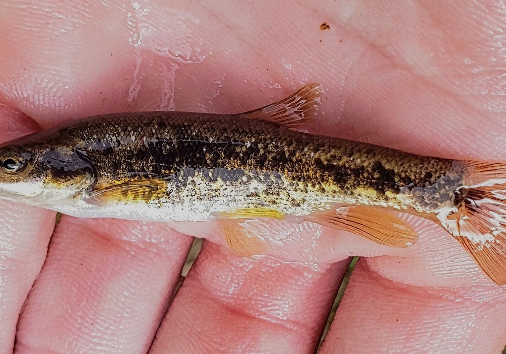 Longnose dace