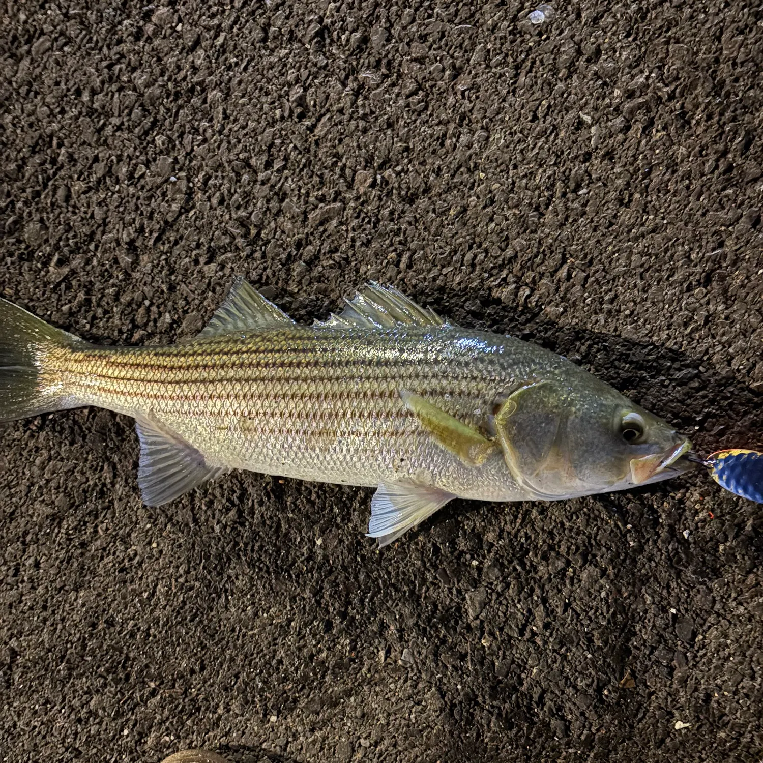 Striped bass caught on Fishbrain
