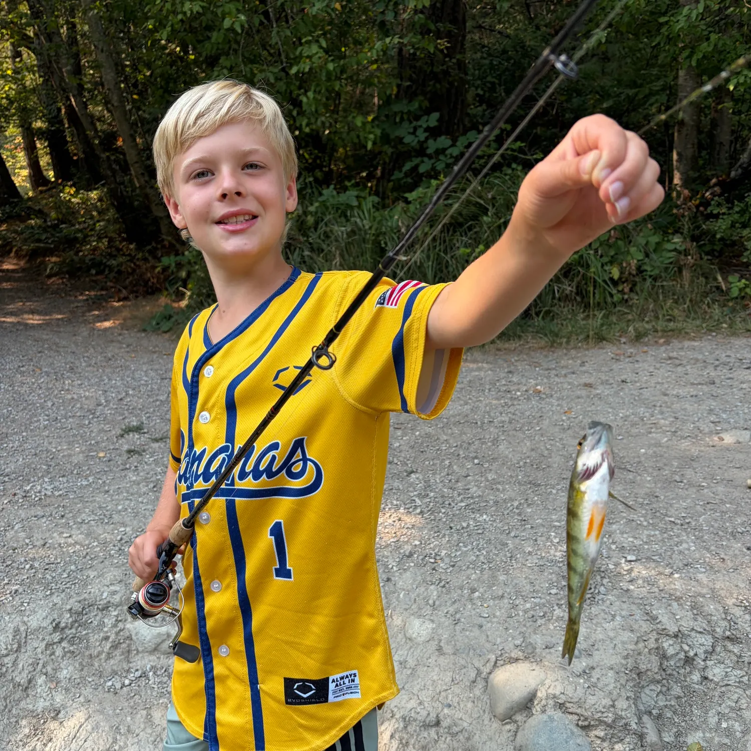 Yellow perch caught on Fishbrain