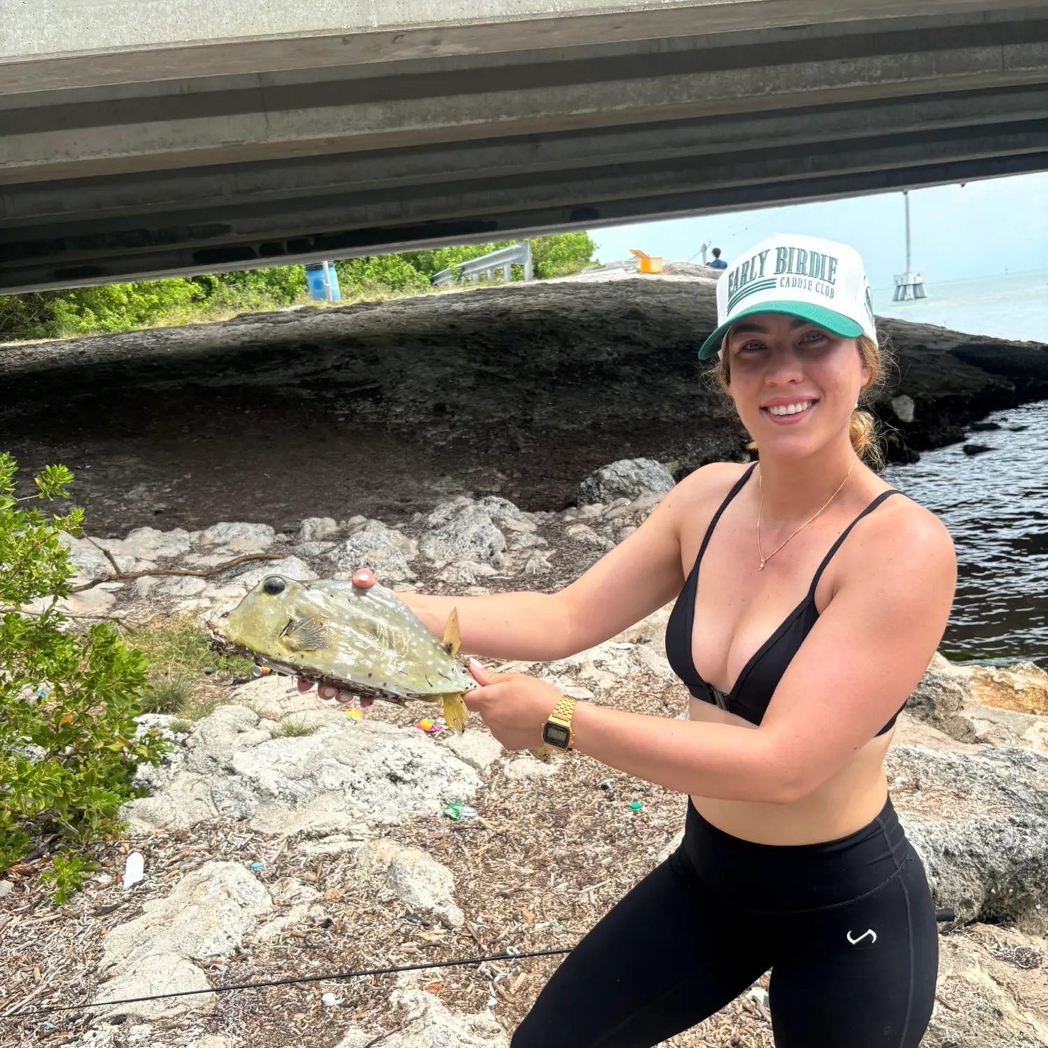 The most recent Honeycomb cowfish catches on Fishbrain