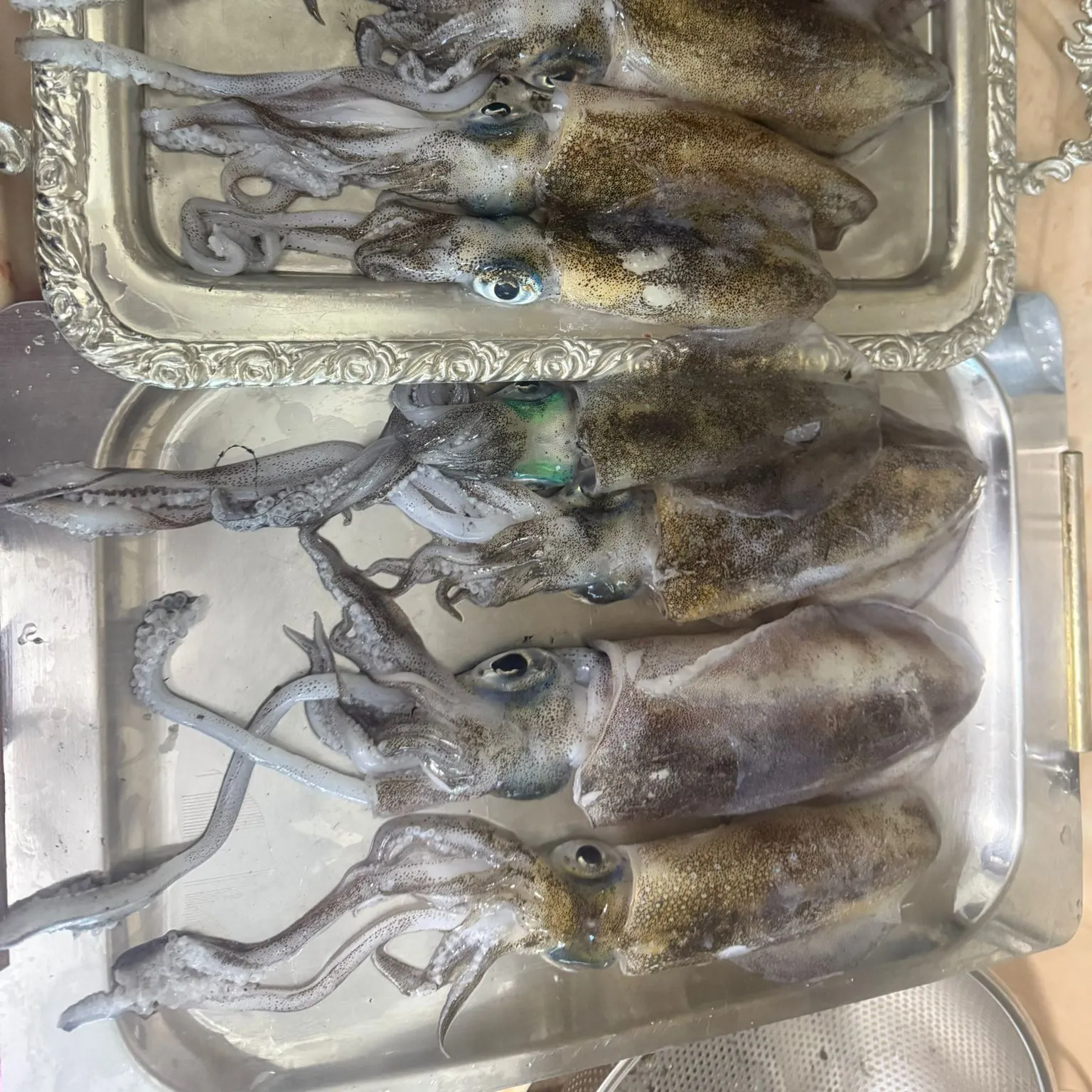 The most recent European seabass catches on Fishbrain