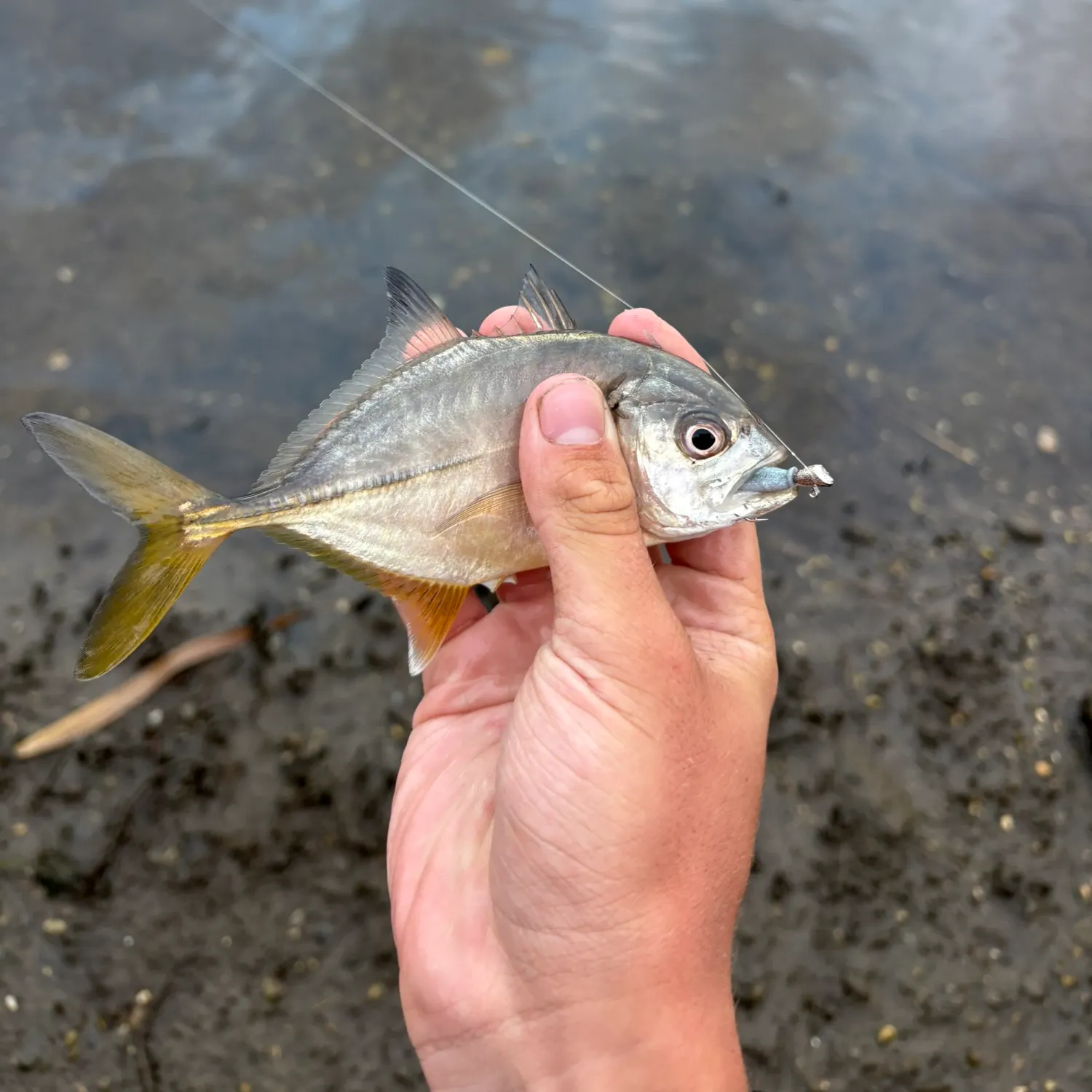 Horse-eye jack caught on Fishbrain