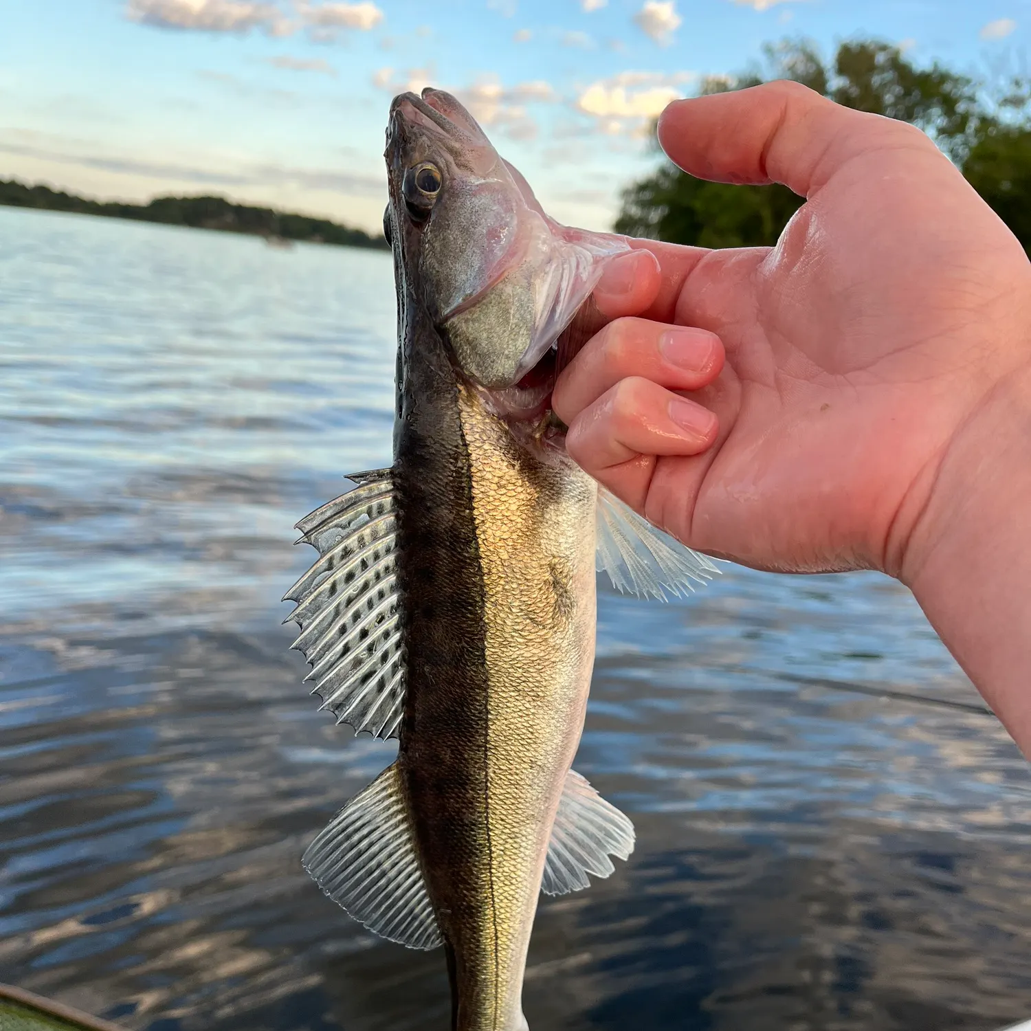 The most recent Zander catches on Fishbrain