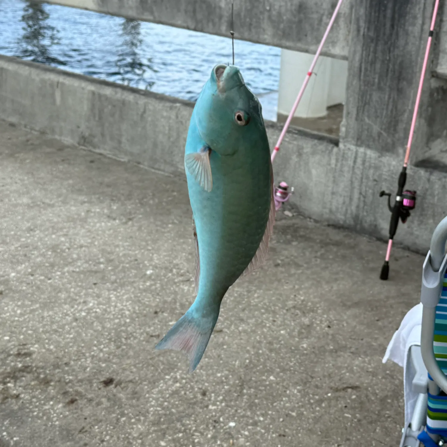 The most recent Redtail parrotfish catches on Fishbrain