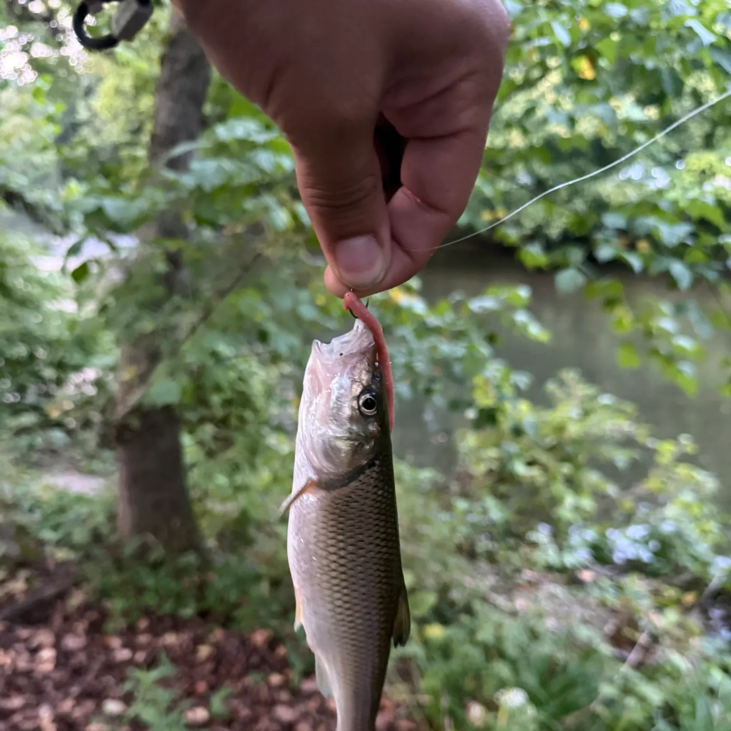 The most recent Fallfish catches on Fishbrain